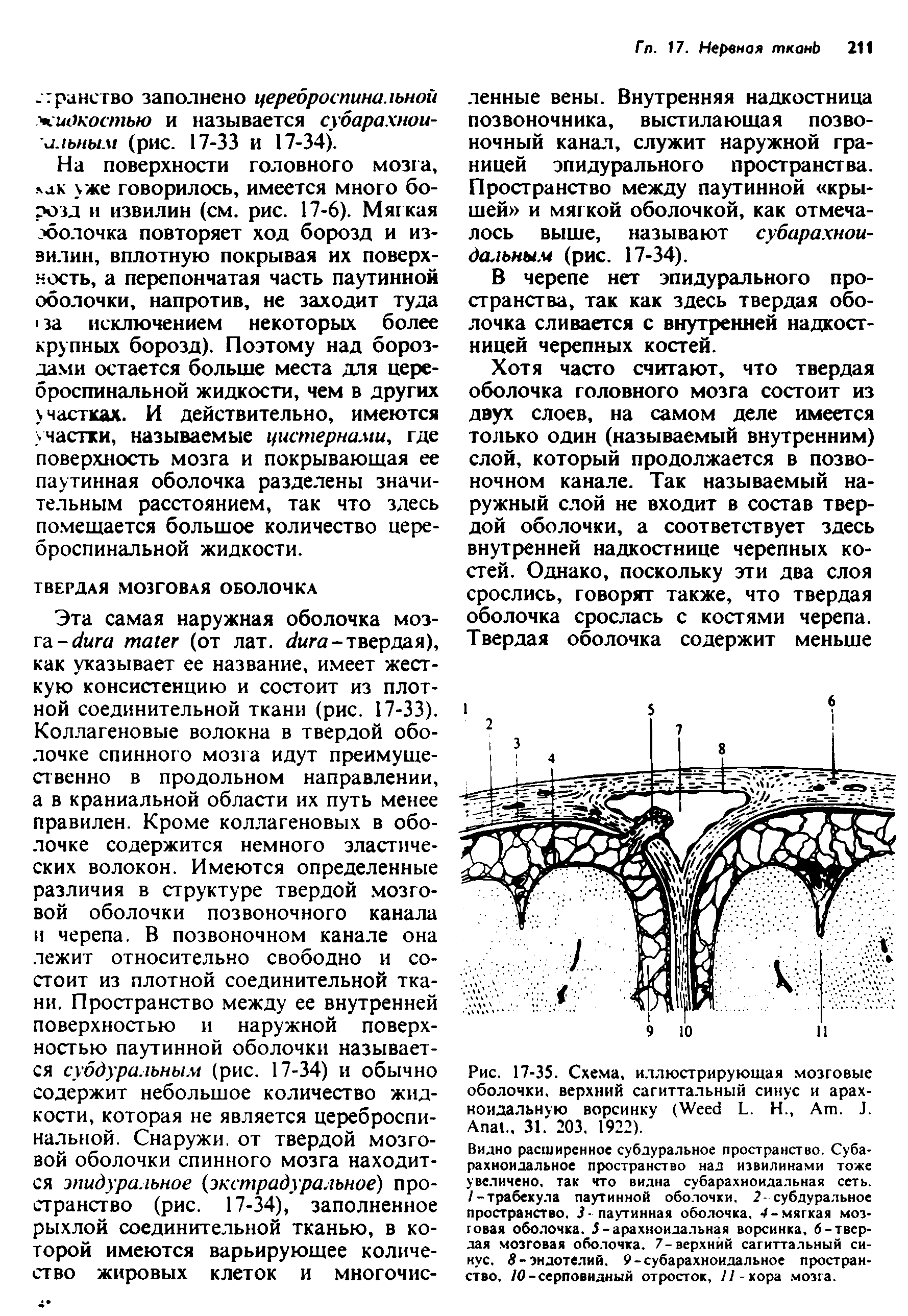 Рис. 17-35. Схема, иллюстрирующая мозговые оболочки, верхний сагиттальный синус и арахноидальную ворсинку (W L. Н., A . J. A ., 31. 203. 1922).