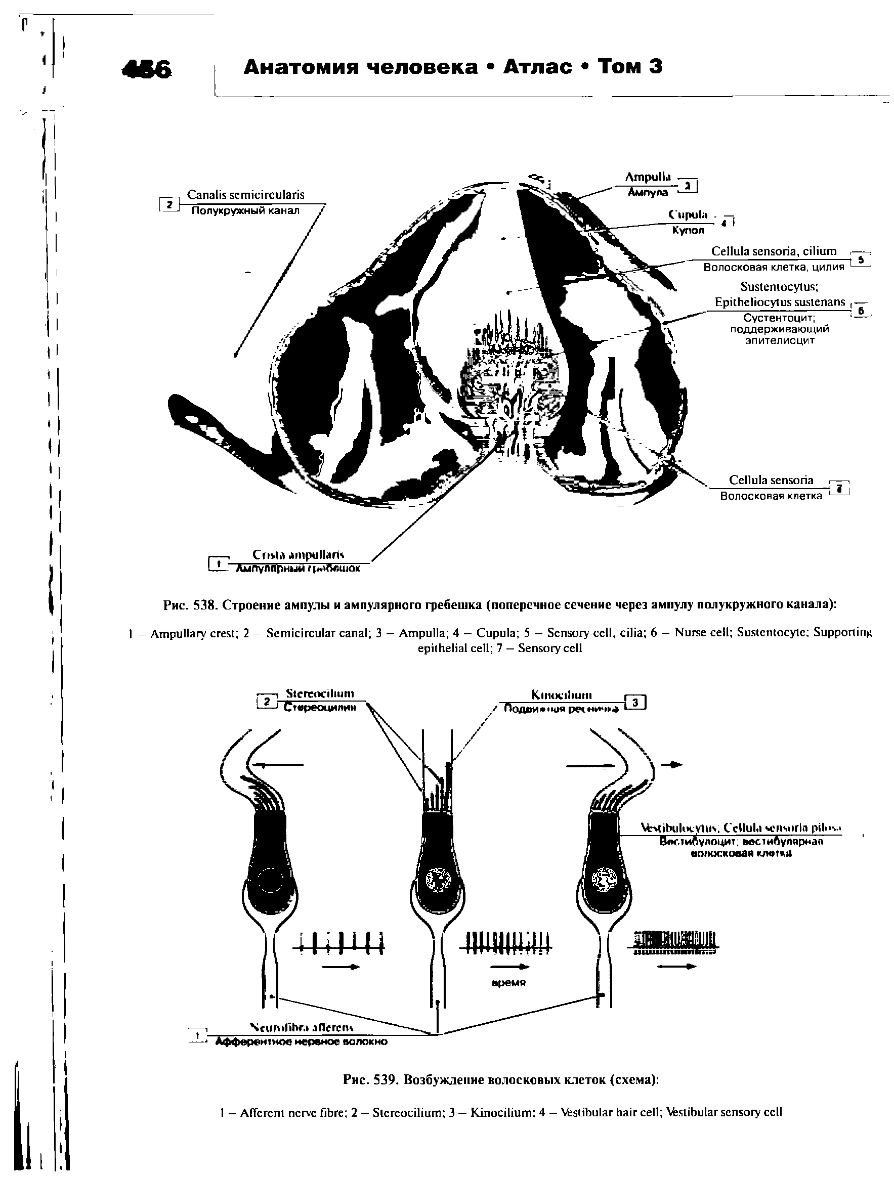 Рис. 538. Строение ампулы и ампулярного гребешка (поперечное сечение через ампулу полукружного канала) ...