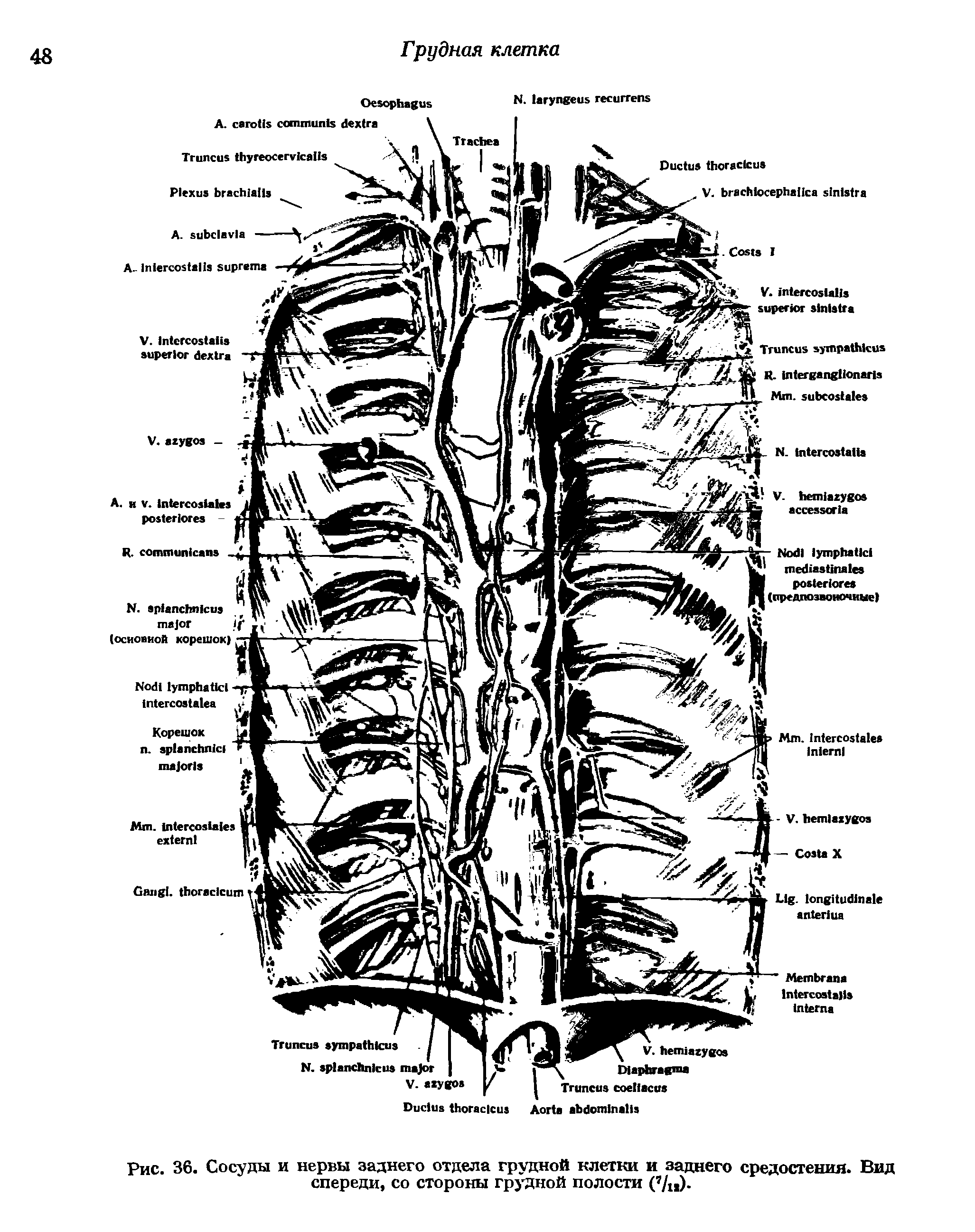 Рис. 36. Сосуды и нервы заднего отдела грудной клетки и заднего средостения. Вид спереди, со стороны грудной полости ( /и)-...