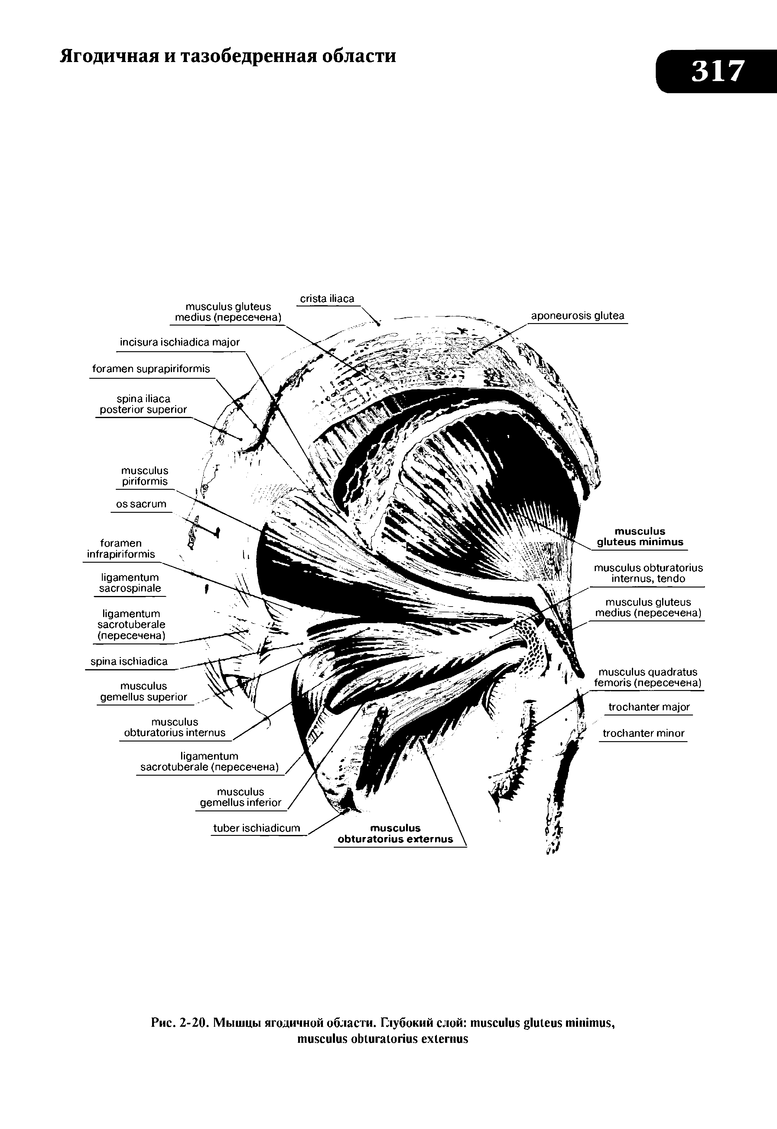 Рис. 2-20. Мышцы ягодичной области. Глубокий слой , ...