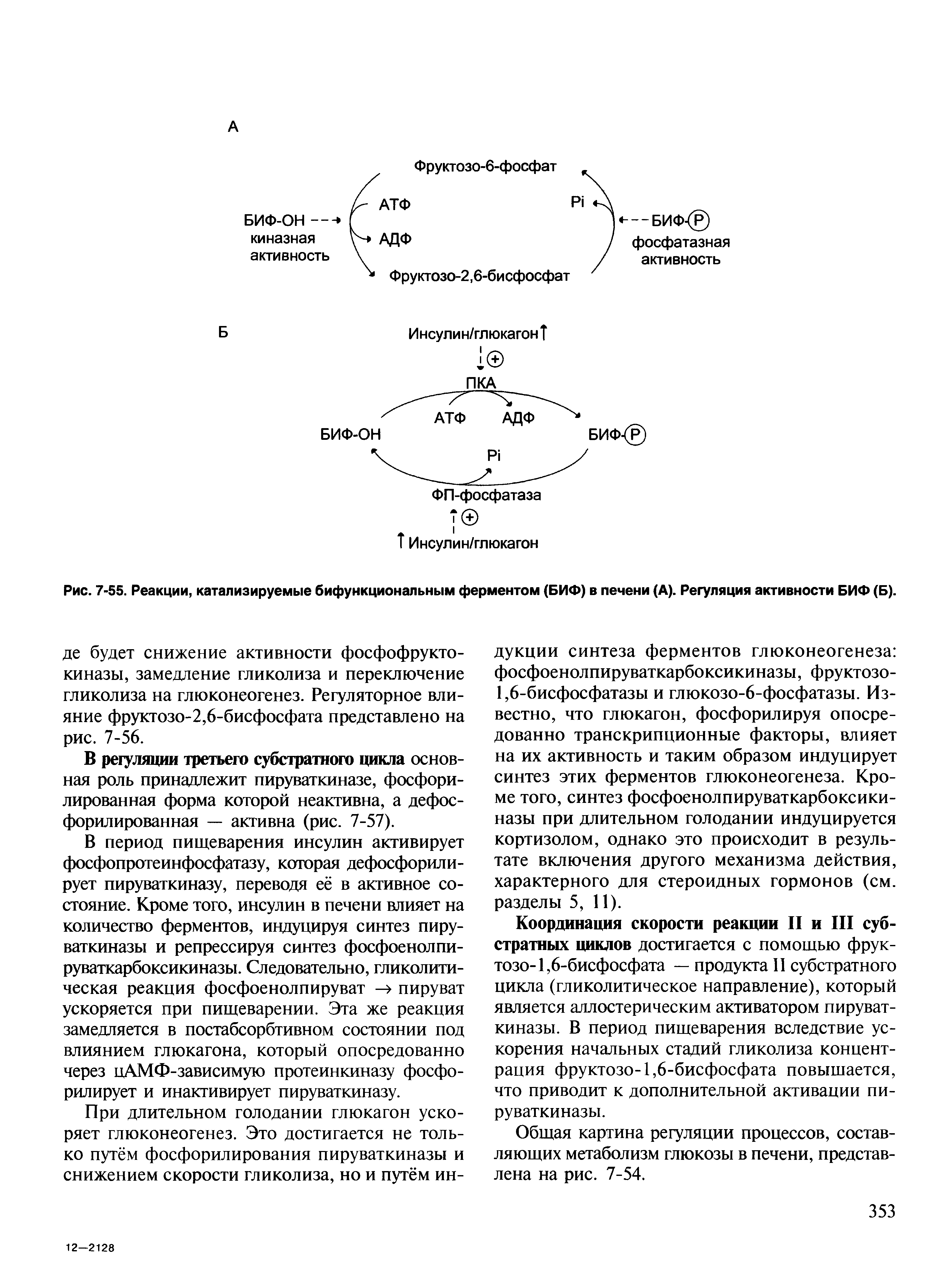 Рис. 7-55. Реакции, катализируемые бифункциональным ферментом (БИФ) в печени (А). Регуляция активности БИФ (Б).