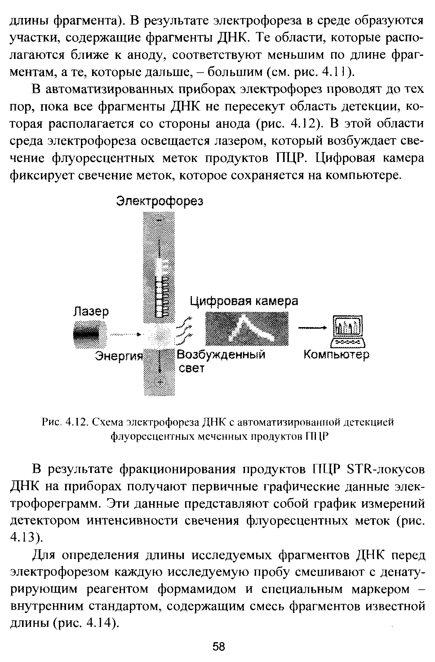 Рис. 4.12. Схема электрофореза ДНК с автоматизированной детекцией флуоресцентных меченных продуктов П1 (Р...