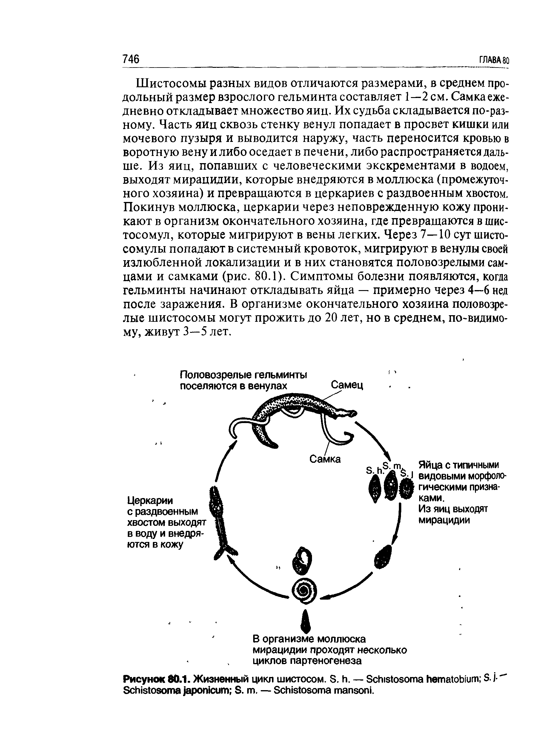 Рисунок 80.1. Жизненный цикл шистосом. S. . — S S. -S S. . — S .