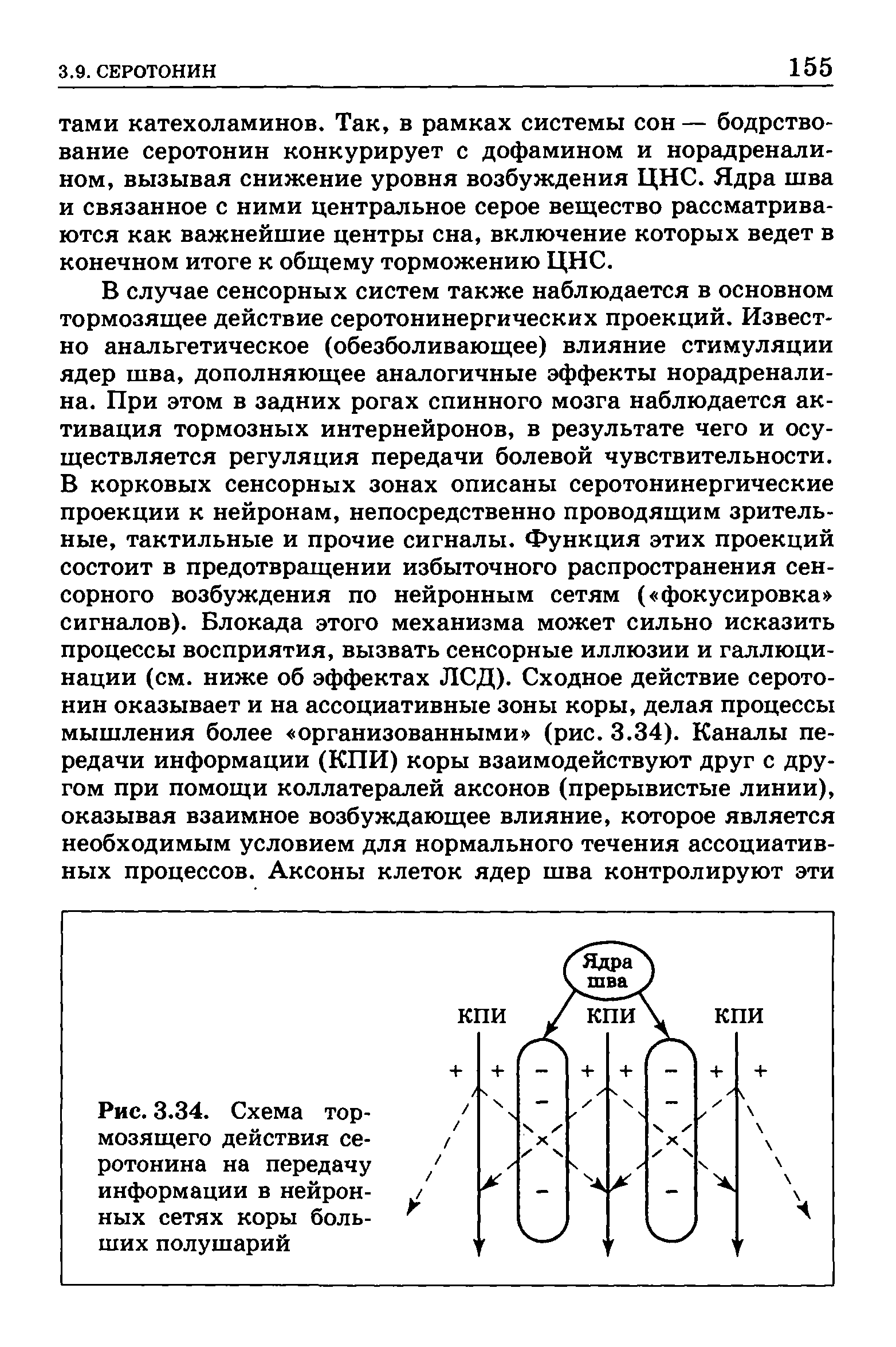 Рис. 3.34. Схема тормозящего действия серотонина на передачу информации в нейронных сетях коры больших полушарий...