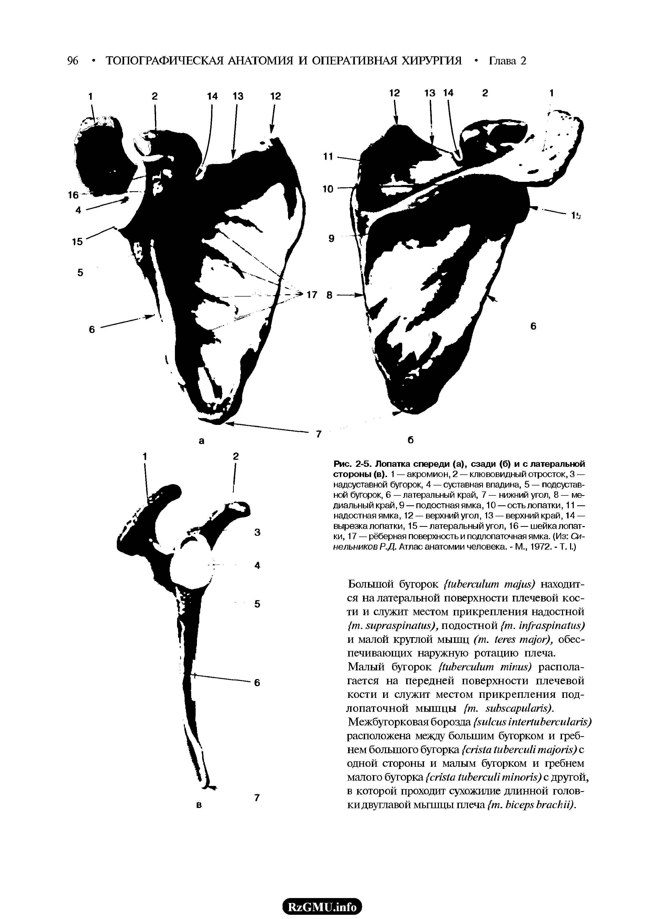 Рис. 2-5. Лопатка спереди (а), сзади (б) и с латеральной стороны (в). 1 — акромион, 2 — клювовидный отросток, 3 — надсуставной бугорок, 4 — суставная впадина, 5 — подсуставной бугорок, 6 — латеральный край, 7 — нижний угол, 8 — медиальный край, 9 — подостная ямка, 10 — ость лопатки, 11 — надостная ямка, 12 — верхний угол, 13 — верхний край, 14 — вырезка лопатки, 15 —латеральный угол, 16 —шейка лопатки, 17 — рёберная поверхность и подлопаточная ямка. (Из Синельников Р.Д. Атлас анатомии человека. - М., 1972. - Т. I.)...