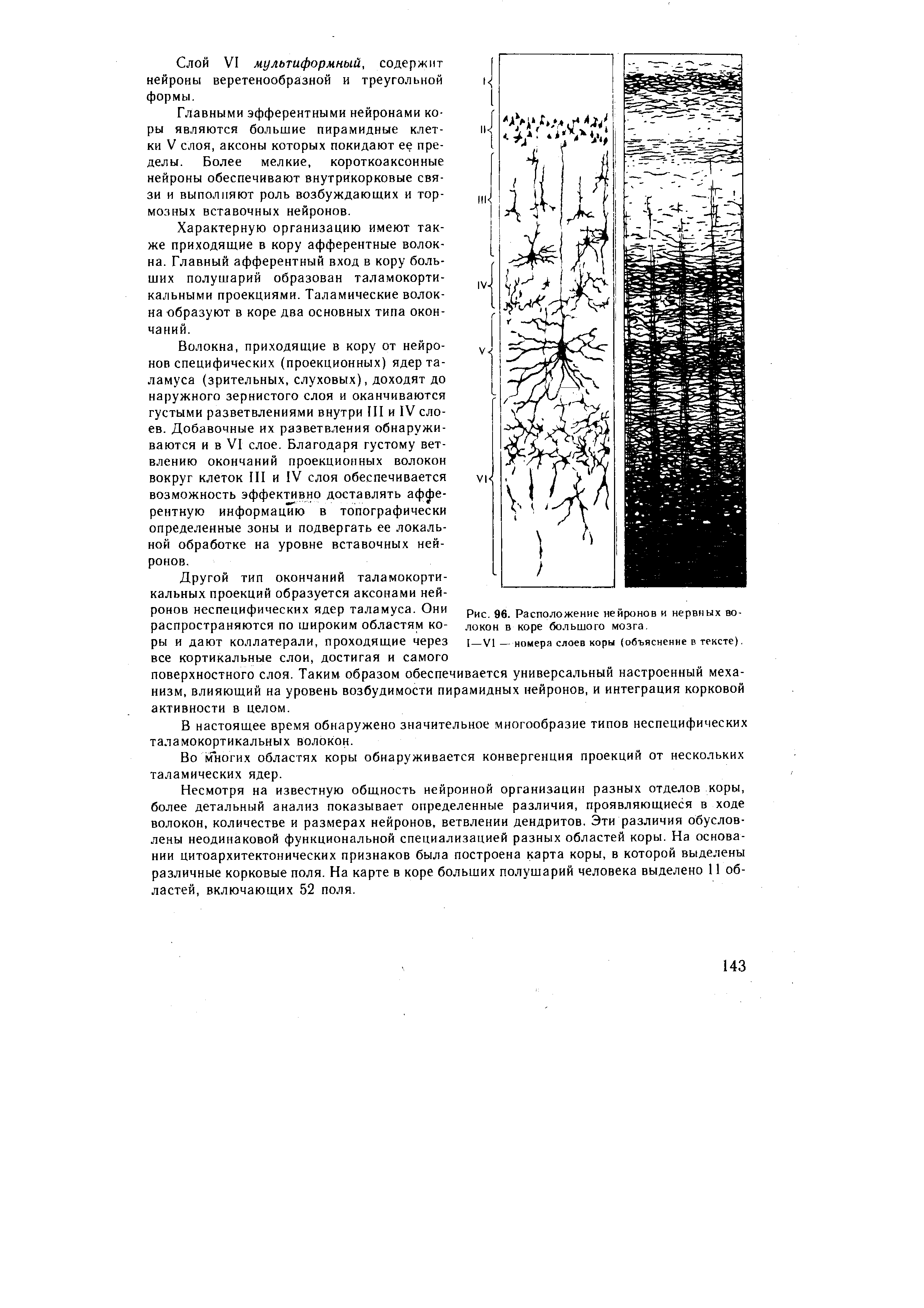 Рис. 96. Расположение нейронов и нервных волокон в коре большого мозга.