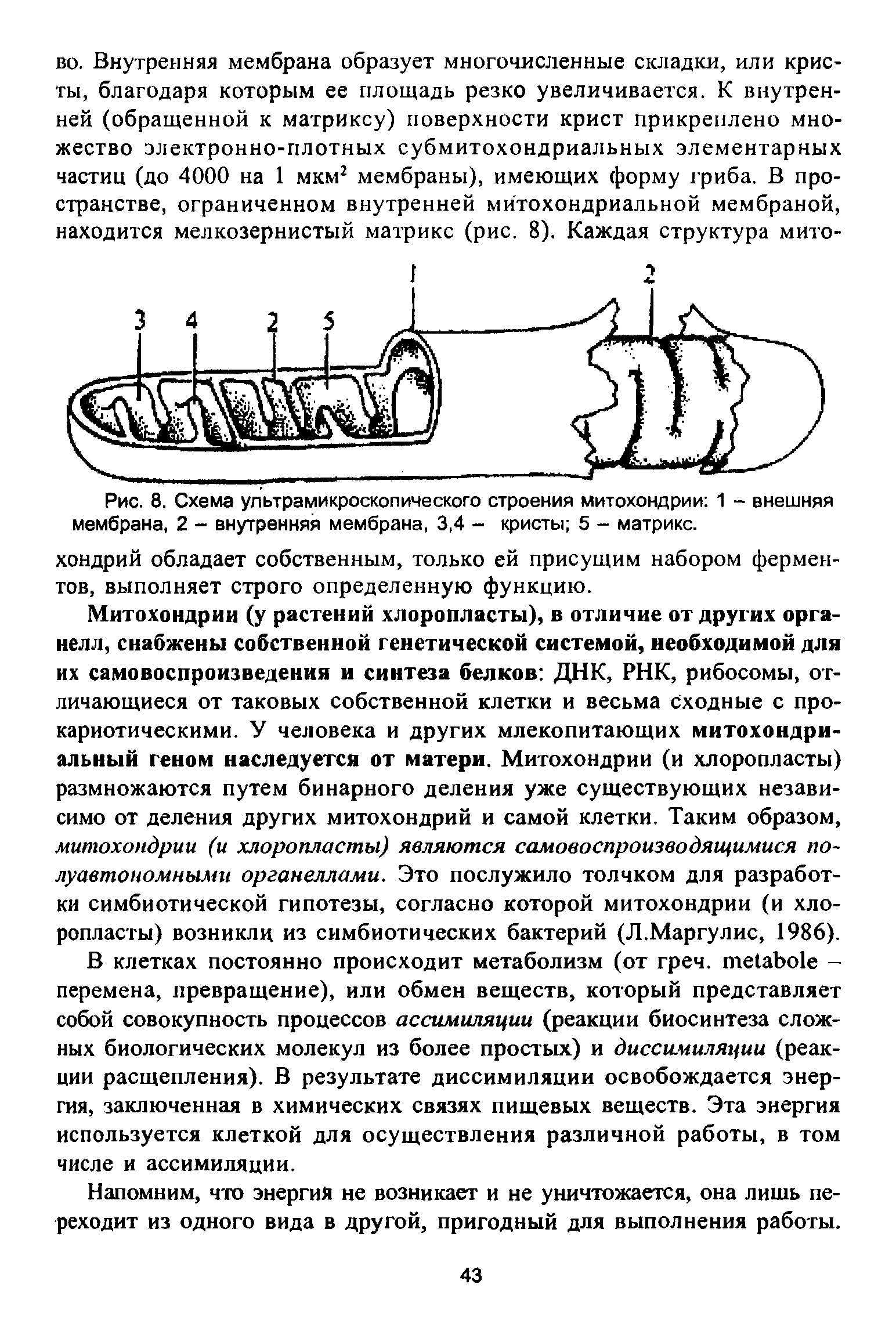 Рис. 8. Схема ультрамикроскопического строения митохондрии 1 - внешняя мембрана, 2 - внутренняя мембрана, 3,4 - кристы 5 - матрикс.