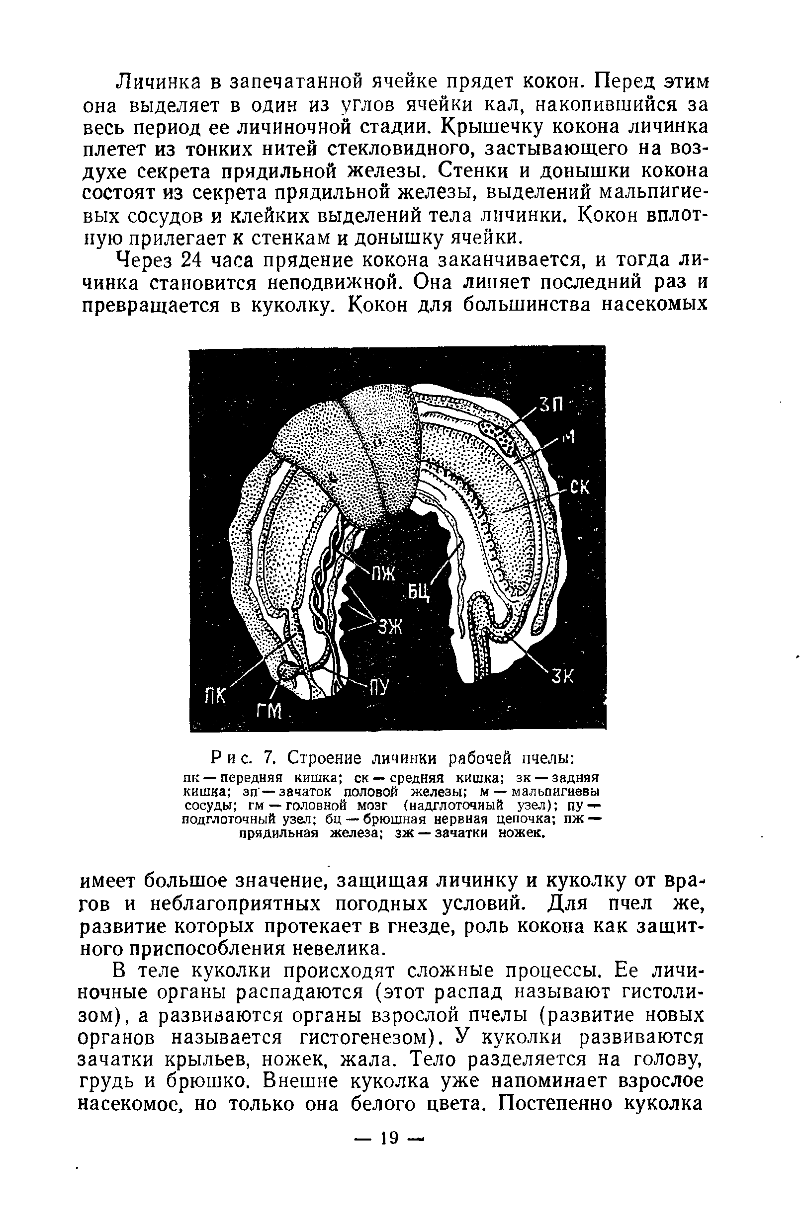 Рис. 7. Строение личинки рабочей пчелы пк —передняя кишка ск —средняя кишка зк — задняя кишка зп —зачаток половой железы м — мальпигиевы сосуды гм — головной мозг (надглоточный узел) пу — подглоточный узел бц — брюшная нервная цепочка пж — прядильная железа зж —зачатки ножек.