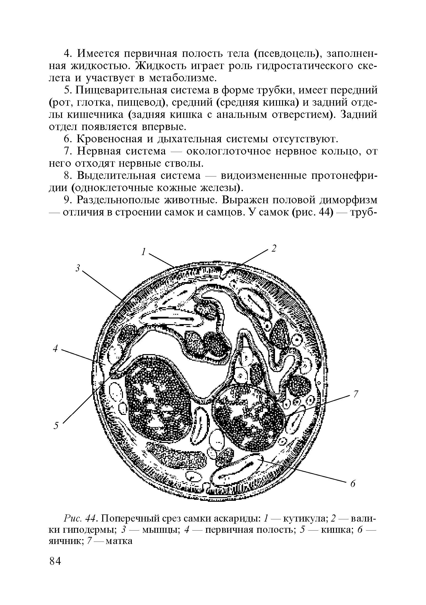 Рис. 44. Поперечный срез самки аскариды 1 —кутикула 2 — валики гиподермы 3 — мышцы 4 — первичная полость 5 — кишка 6 — яичник 7 — матка...