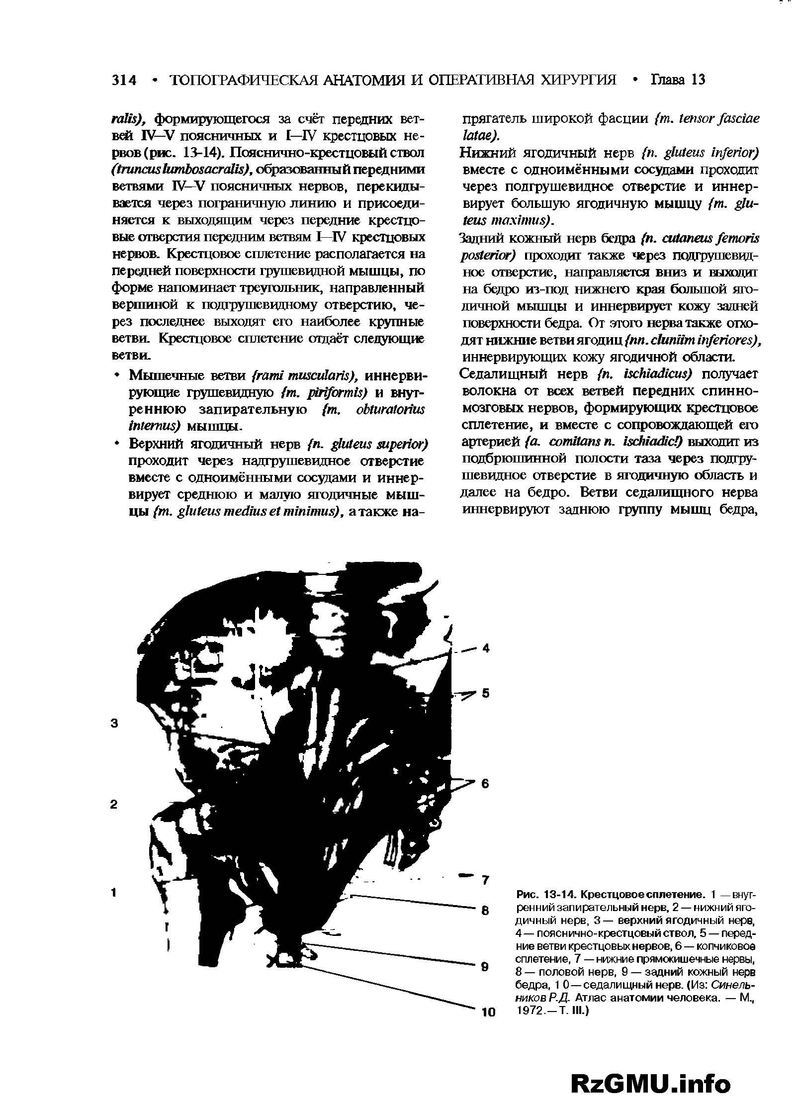 Рис. 13-14. Крестцовое сплетение. 1 —внутренний запирательный нерв, 2 — нижний ягодичный нерв, 3— верхний ягодичный нерв, 4— пояснично-крестцовый ствол, 5 — передние ветви крестцовых нервов, 6 — копчиковое сплетение, 7 — нижние прямокишечные нервы, 8 — половой нерв, 9 — задний кожный нерв бедра, 1 0—седалищный нерв. (Из Синельников Р.Д. Атлас анатомии человека. — М., 1972.-Т. III.)...