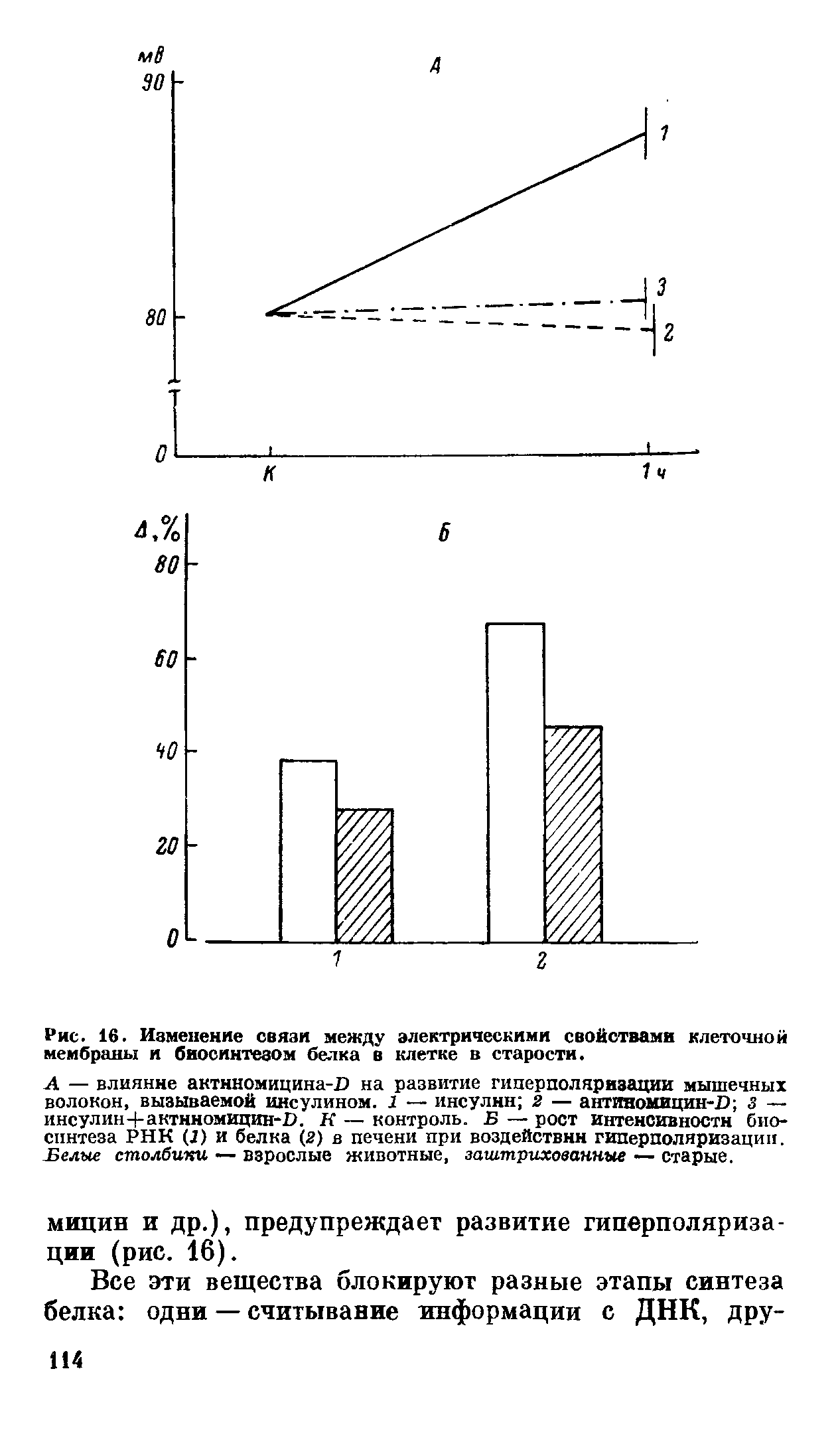 Рис. 16. Изменение связи между электрическими свойствами клеточной мембраны и биосинтезом белка в клетке в старости.
