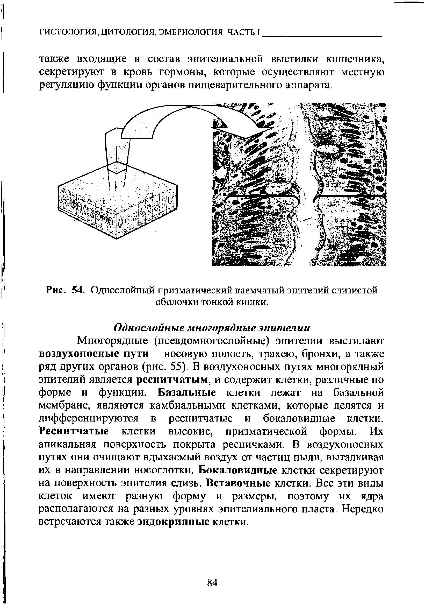 Рис. 54. Однослойный призматический каемчатый эпителий слизистой оболочки тонкой кишки.