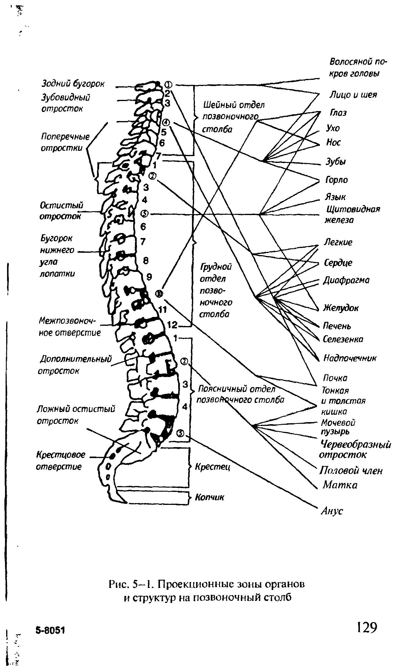 Рис. 5—1. Проекционные зоны органов и структур на позвоночный столб...