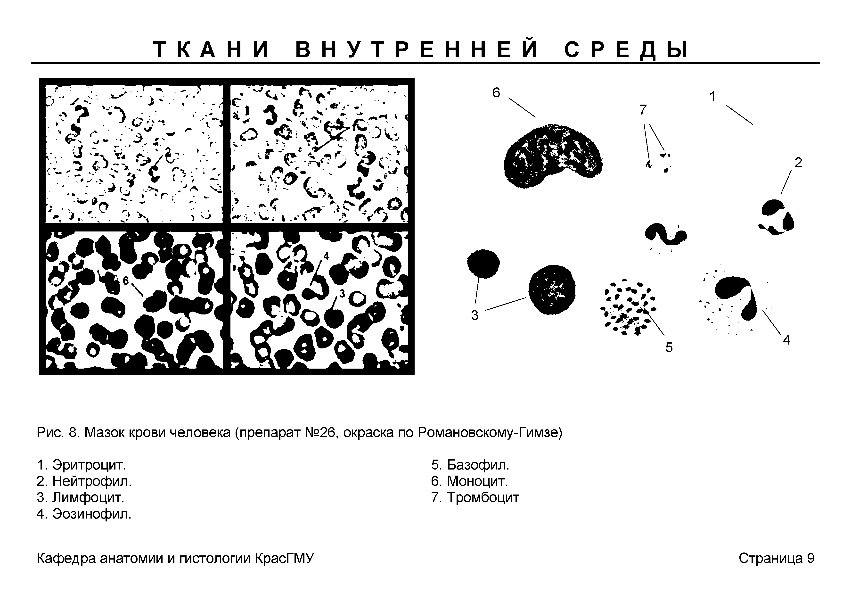 Рис. 8. Мазок крови человека (препарат №26, окраска по Романовскому-Гимзе)...