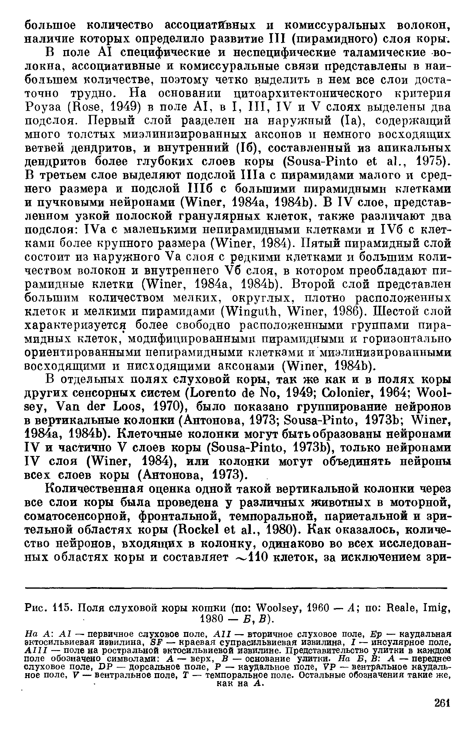 Рис. 115. Поля слуховой коры кошки (по W , 1960 — А по R , I , 1980 —В, В).