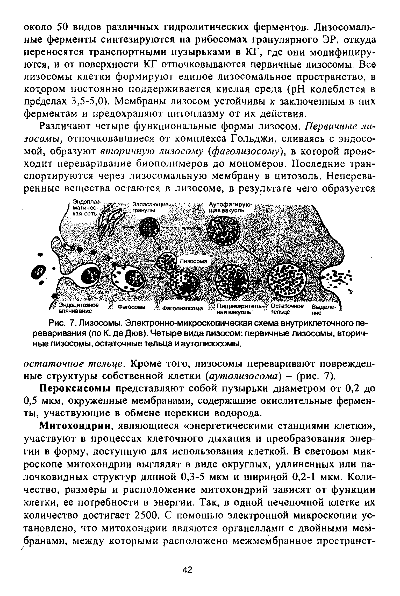 Рис. 7. Лизосомы. Электронно-микроскопическая схема внутриклеточного переваривания (по К. де Дюв). Четыре вида лизосом первичные лизосомы, вторичные лизосомы, остаточные тельца и аутолизосомы.