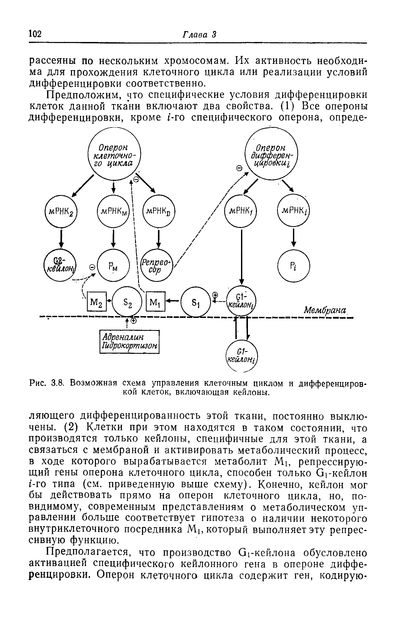 Рис. 3.8. Возможная схема управления клеточным циклом и дифференцировкой клеток, включающая кейлоны.