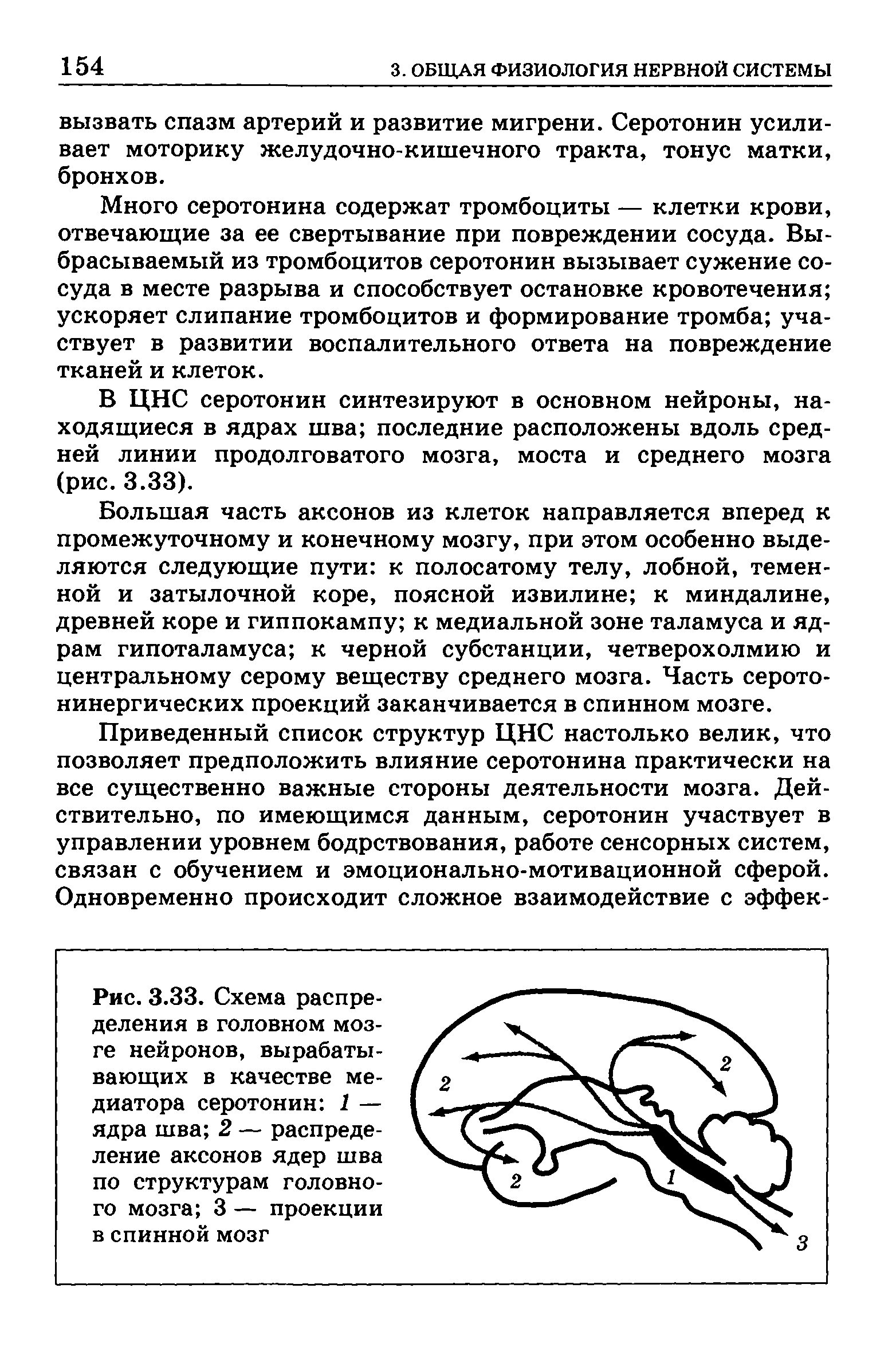 Рис. 3.33. Схема распределения в головном мозге нейронов, вырабатывающих в качестве медиатора серотонин 1 — ядра шва 2 — распределение аксонов ядер шва по структурам головного мозга 3 — проекции в спинной мозг...