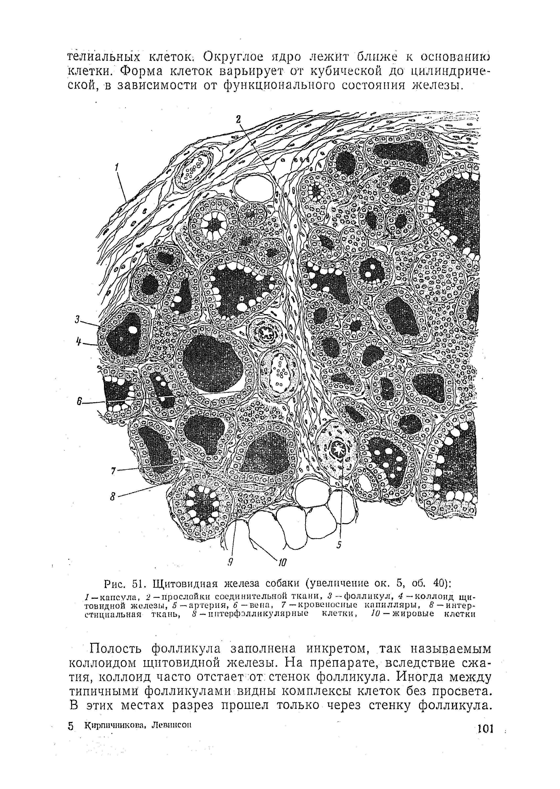 Рис. 51. Щитовидная железа собаки (увеличение ок. 5, об. 40) /—капсула, -прослойки соединительной ткани, 3-фолликул, 4— коллоид щитовидной железы, 5 — артерия, 6 — вена, 7—кровеносные капилляры, 8 — интерстициальная ткань, 8 — иптерфэлликулярные клетки, 10 — жировые клетки...