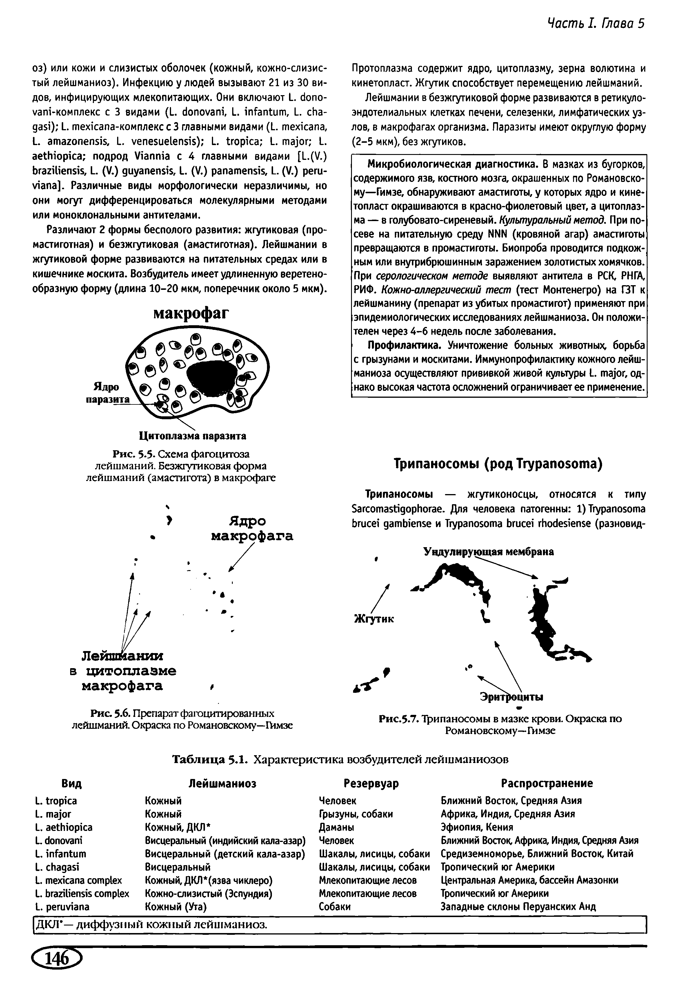 Рис. 5.5- Схема фагоцитоза лейшманий. Безжгутиковая форма лейшманий (амастигота) в макрофаге...