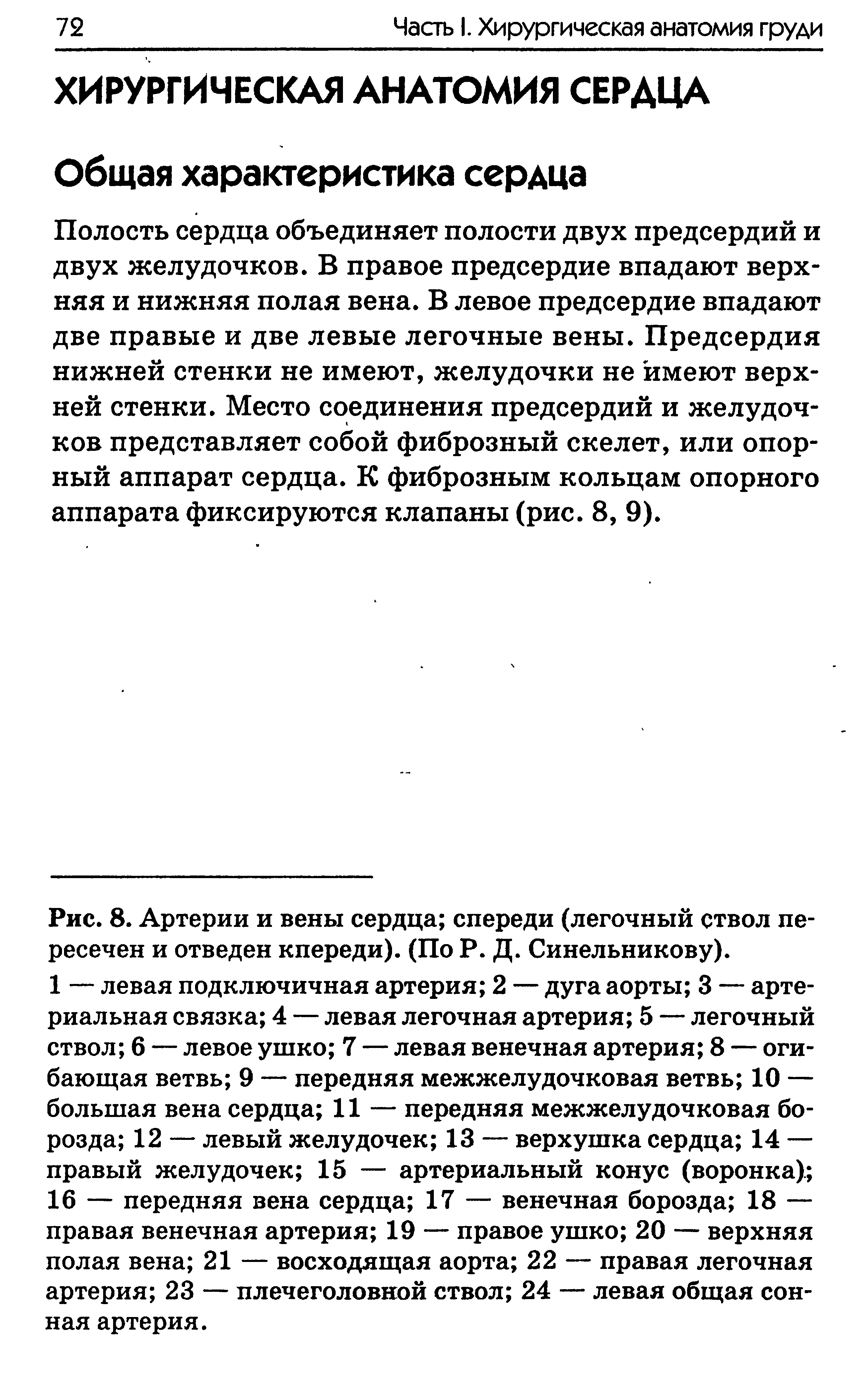 Рис. 8. Артерии и вены сердца спереди (легочный ствол пересечен и отведен кпереди). (По Р. Д. Синельникову).