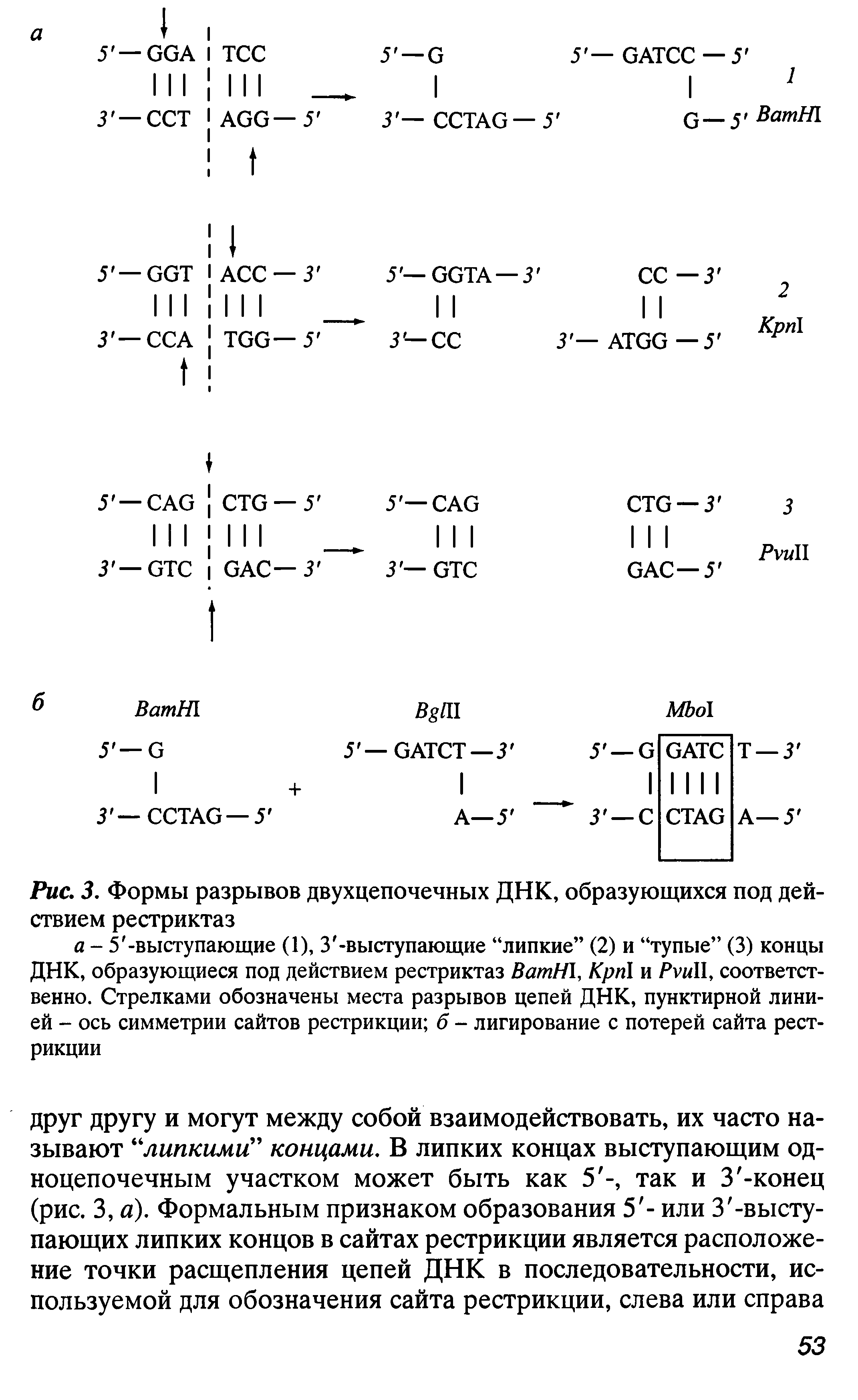 Рис. 3. Формы разрывов двухцепочечных ДНК, образующихся под действием рестриктаз...
