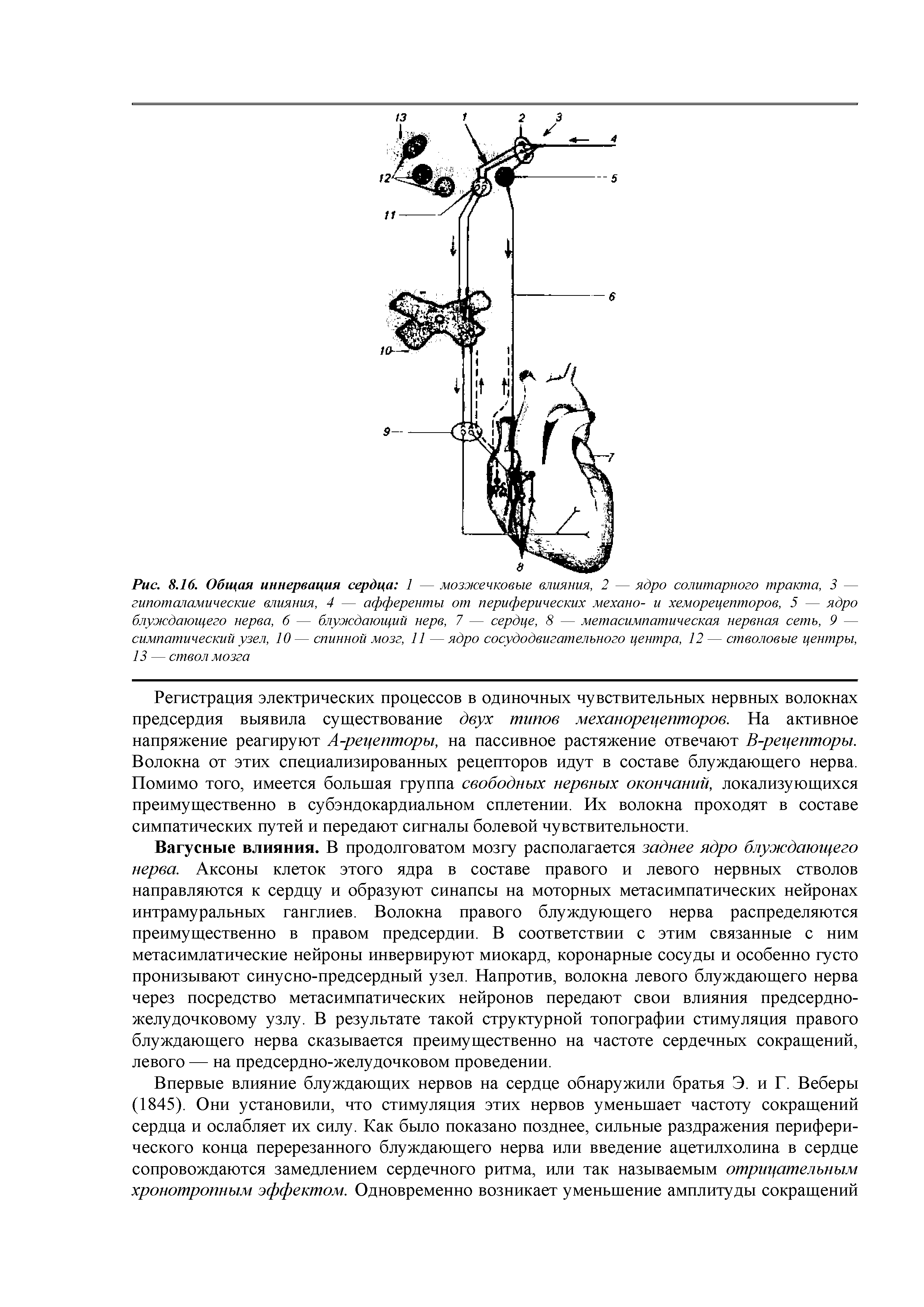 Рис. 8.16. Общая иннервация сердца 1 — мозжечковые влияния, 2 — ядро солитарного тракта, 3 — гипоталамические влияния, 4 — афференты от периферических механо- и хеморецепторов, 5 — ядро блуждающего нерва, 6 — блуждающий нерв, 7 — сердце, 8 — метасимпатическая нервная сеть, 9 — симпатический узел, 10 — спинной мозг, 11 — ядро сосудодвигательного центра, 12 — стволовые центры, 13 — ствол мозга...