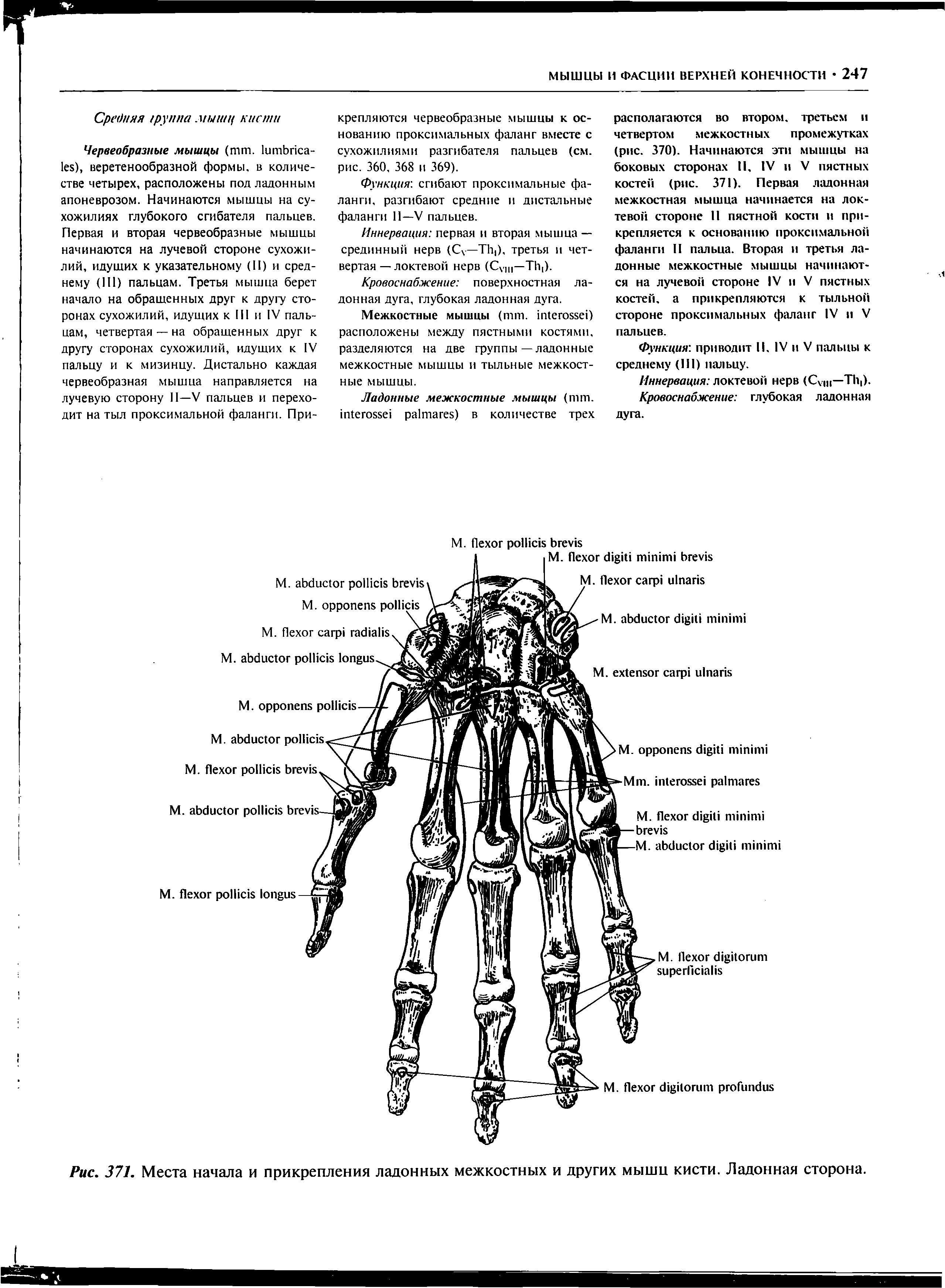Рис. 371. Места начала и прикрепления ладонных межкостных и других мышц кисти. Ладонная сторона.