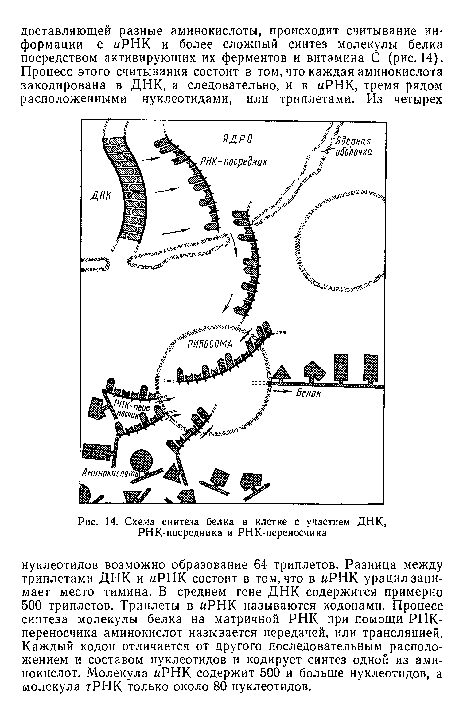 Рис. 14. Схема синтеза белка в клетке с участием ДНК, РНК-посредника и РНК-переносчика...