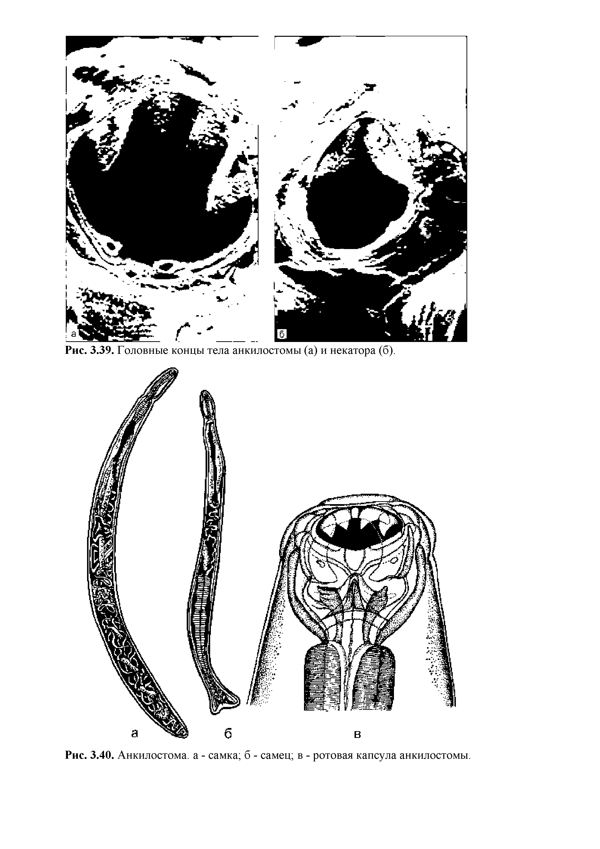 Рис. 3.40. Анкилостома, а - самка б - самец в - ротовая капсула анкилостомы.