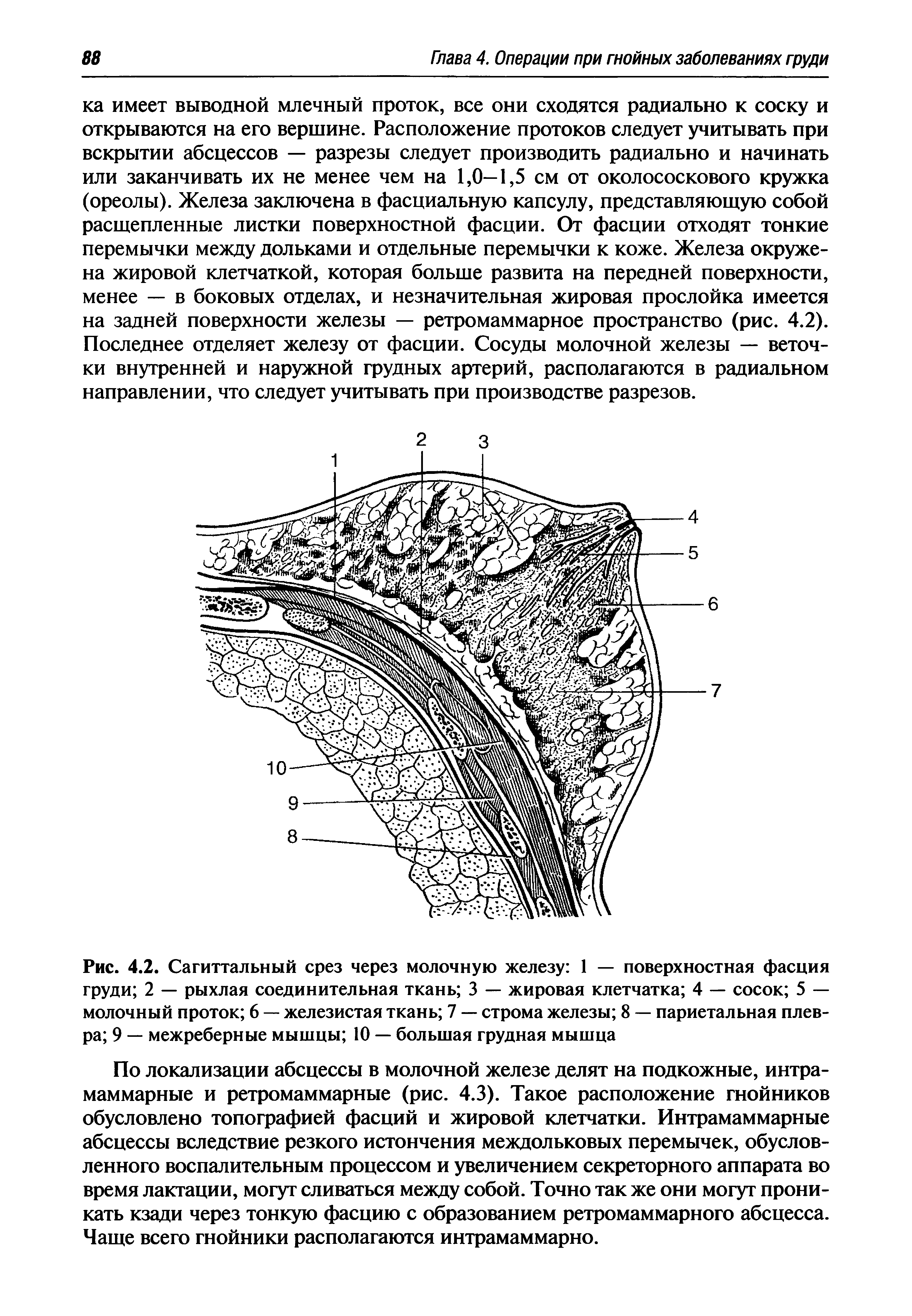 Рис. 4.2. Сагиттальный срез через молочную железу 1 — поверхностная фасция груди 2 — рыхлая соединительная ткань 3 — жировая клетчатка 4 — сосок 5 — молочный проток 6 — железистая ткань 7 — строма железы 8 — париетальная плевра 9 — межреберные мышцы 10 — большая грудная мышца...