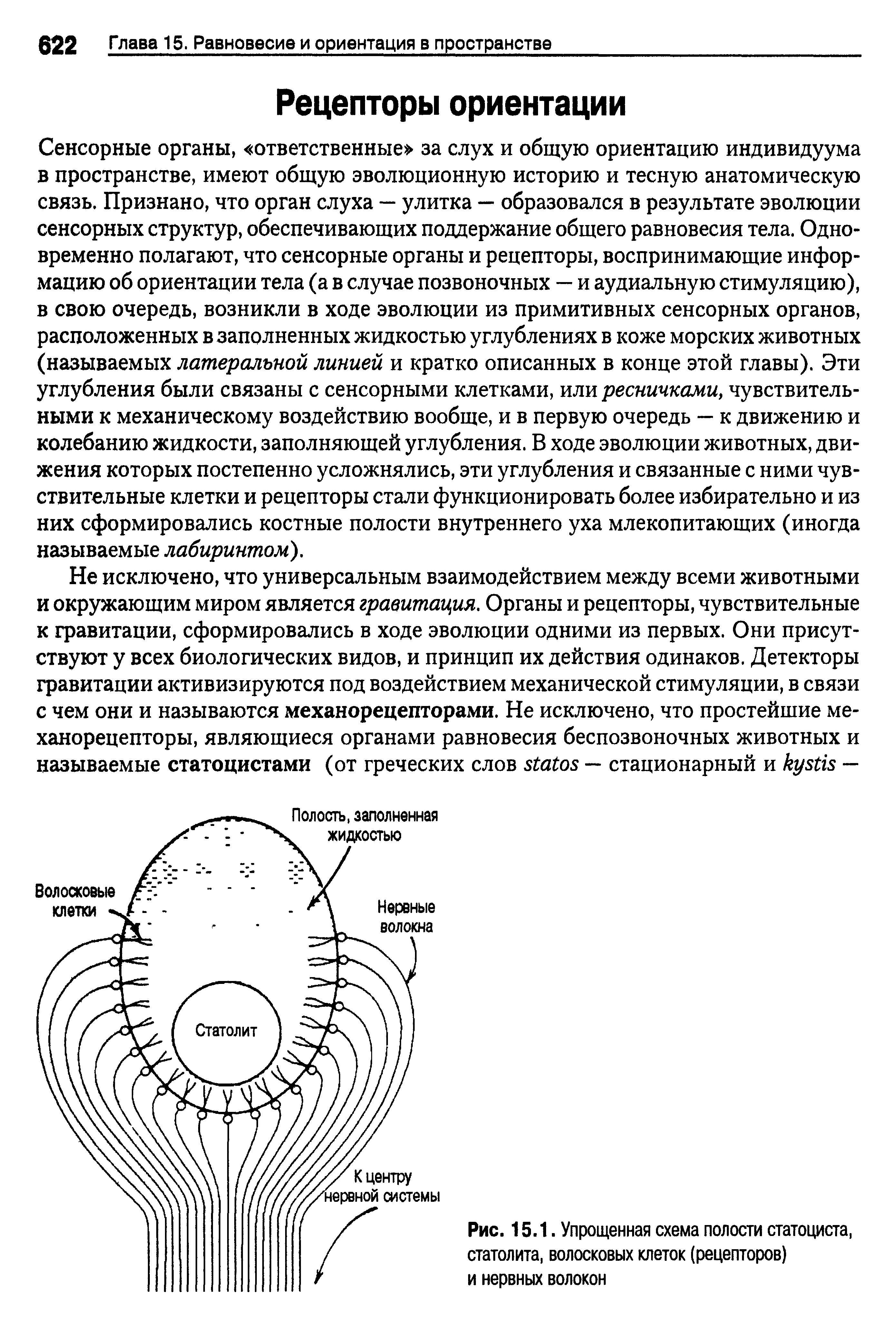 Рис. 15.1. Упрощенная схема полости статоциста, статолита, волосковых клеток (рецепторов) и нервных волокон...