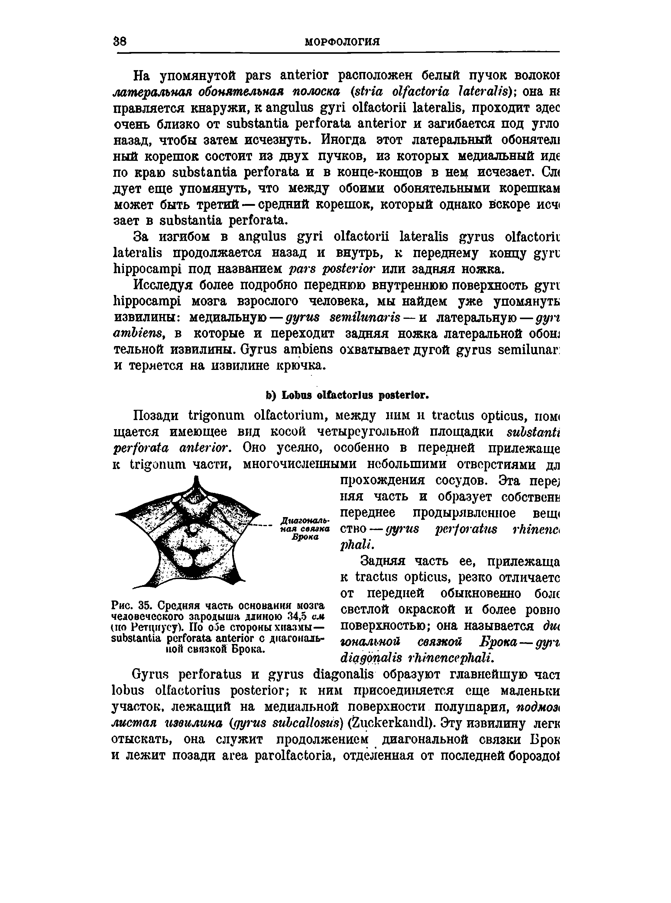 Рис. 35. Средняя часть основания мозга человеческого зародыша длиною 34,5 см (по Ретциусу). По обе стороны хиазмы— с диагональной связкой Брока.