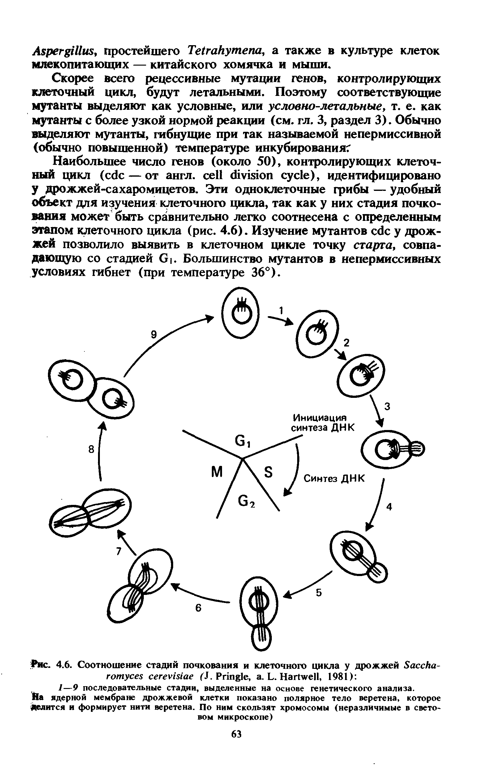 Рис. 4.6. Соотношение стадий почкования и клеточного цикла у дрожжей S (J. P , . L. H , 1981) ...