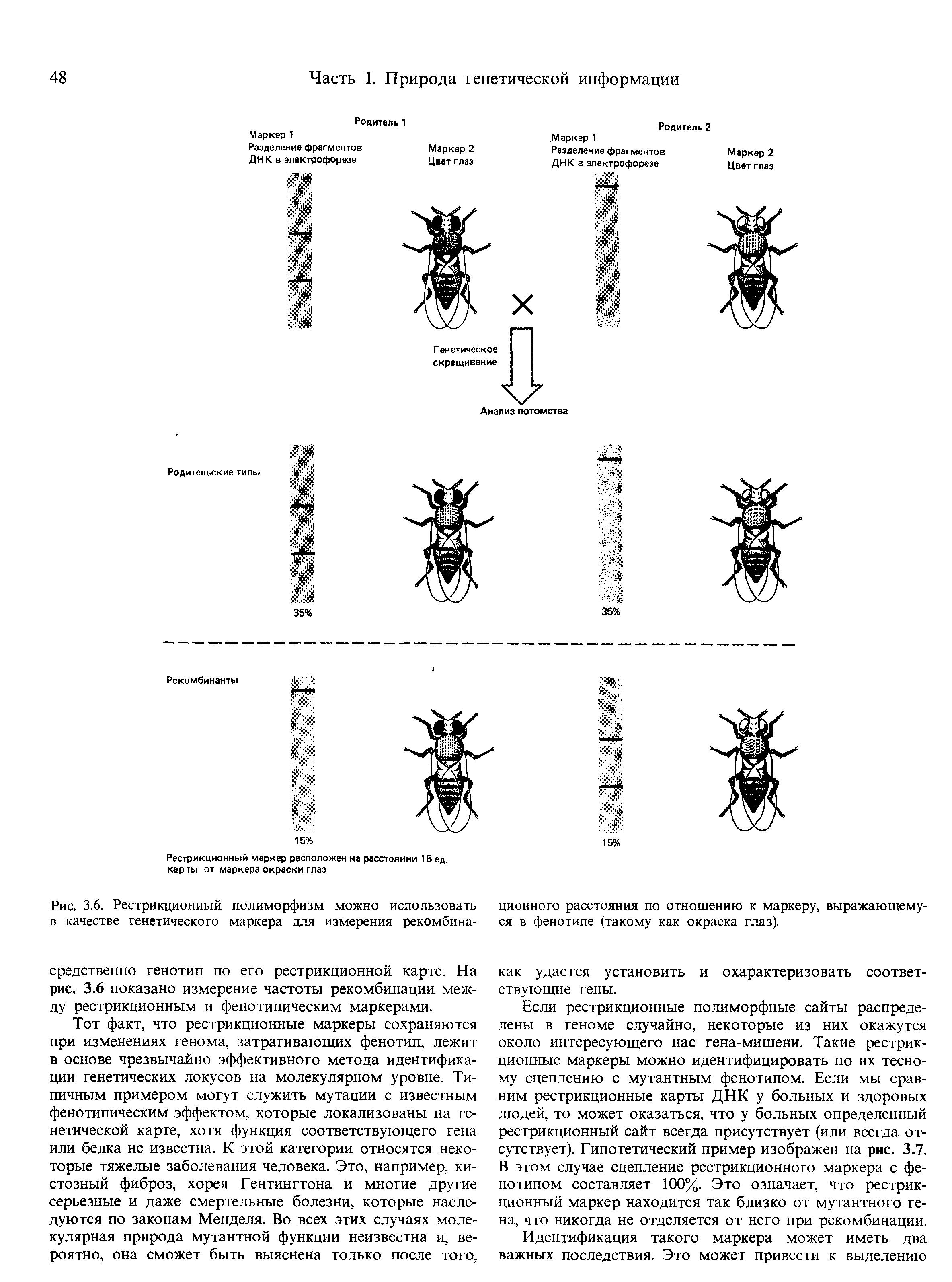 Рис. 3.6. Рестрикционный полиморфизм можно использовать в качестве генетического маркера для измерения рекомбина...