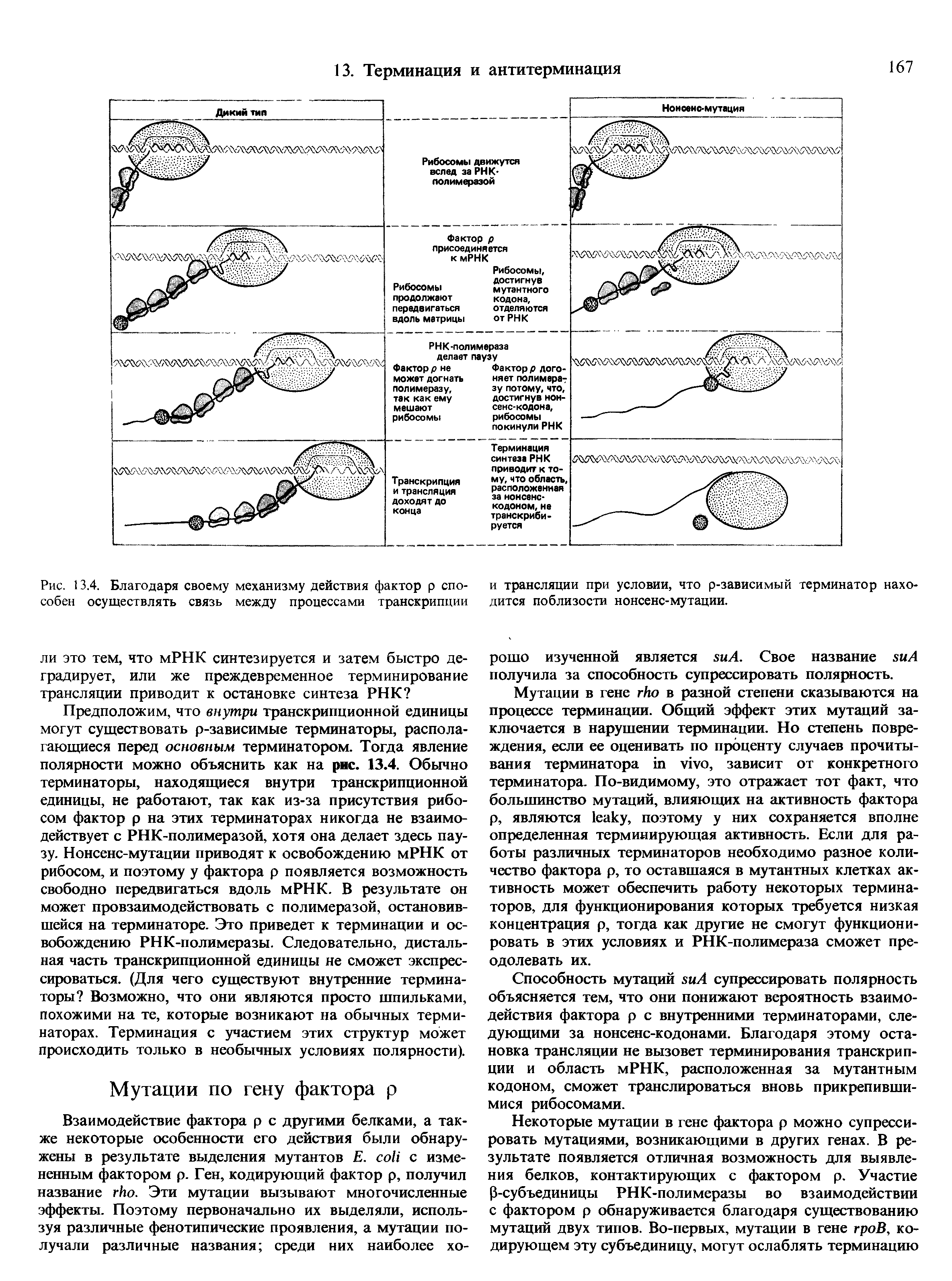 Рис. 13.4. Благодаря своему механизму действия фактор р способен осуществлять связь между процессами транскрипции...