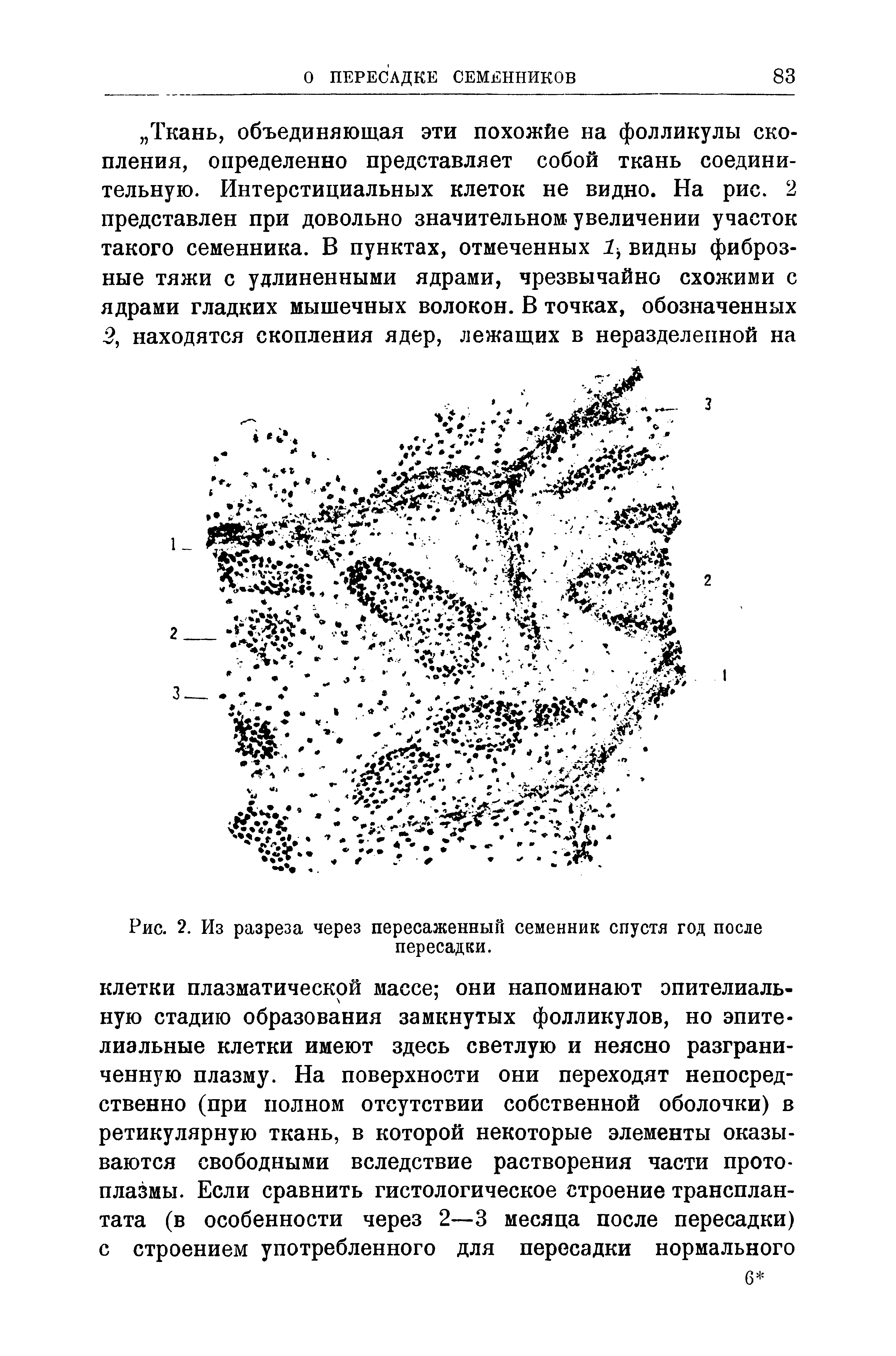 Рис. 2. Из разреза через пересаженный семенник спустя год после пересадки.