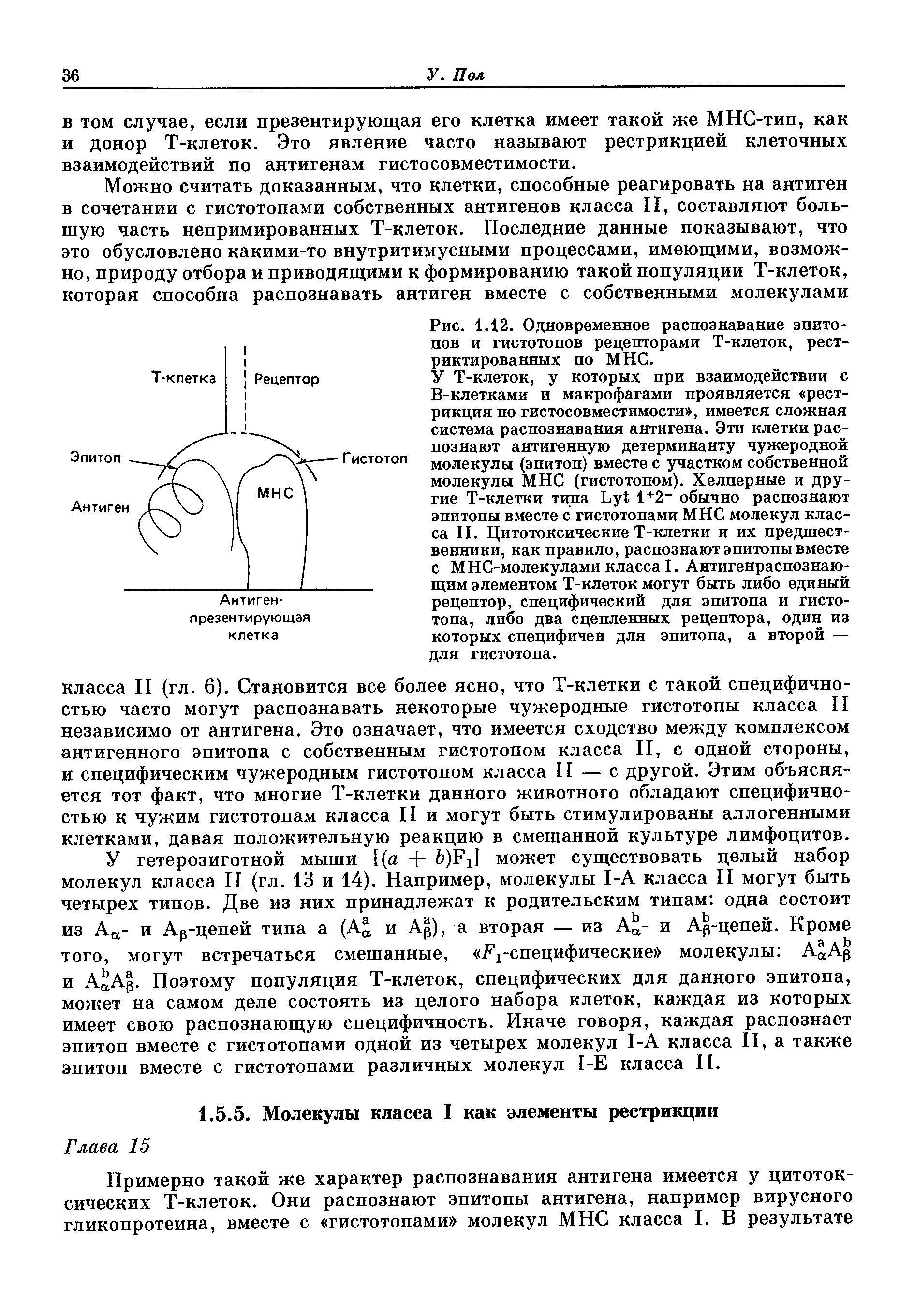 Рис. 1.12. Одновременное распознавание эпитопов и гистотопов рецепторами Т-клеток, рест-риктированных по МНС.