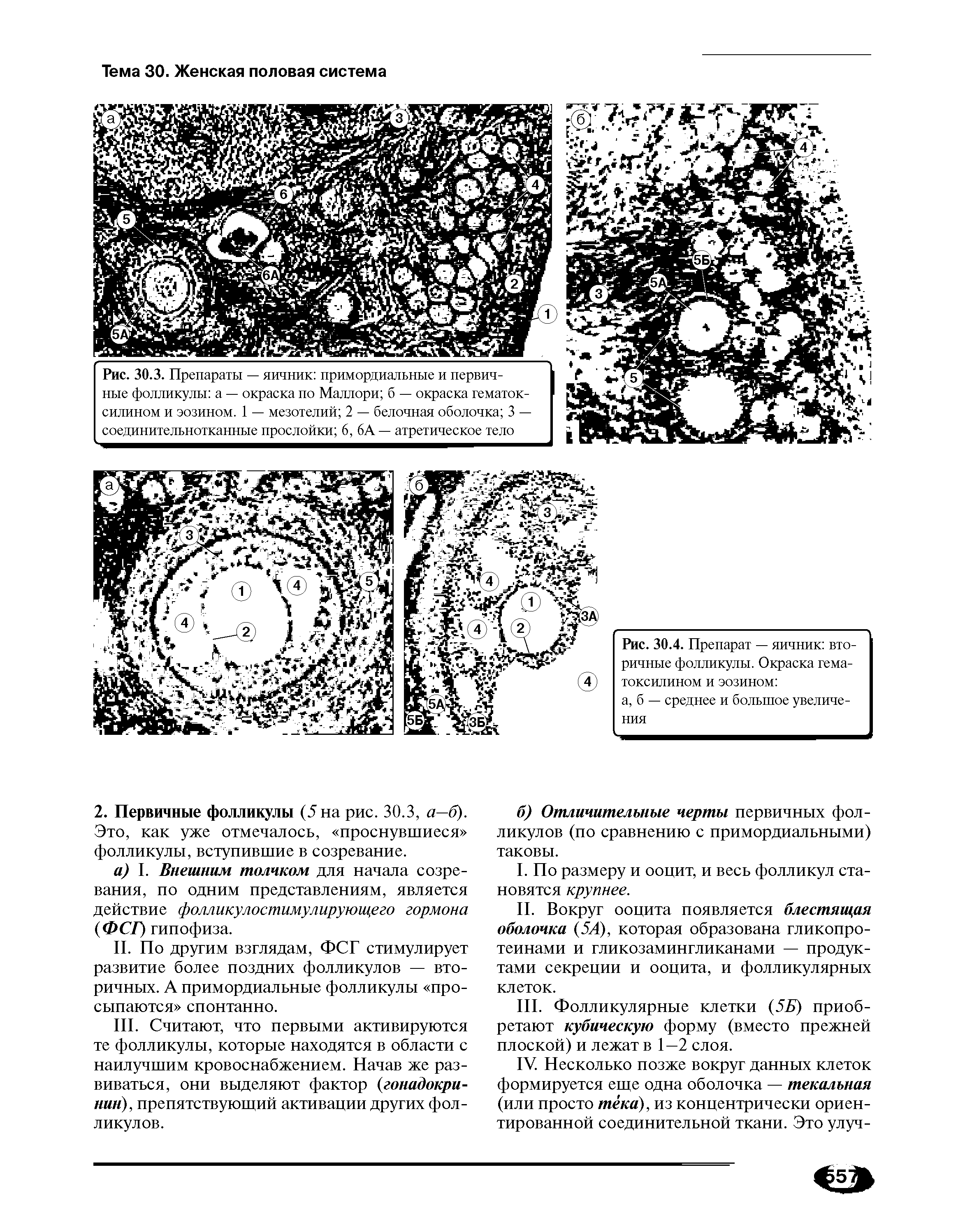 Рис. 30.4. Препарат — яичник вторичные фолликулы. Окраска гематоксилином и эозином ...