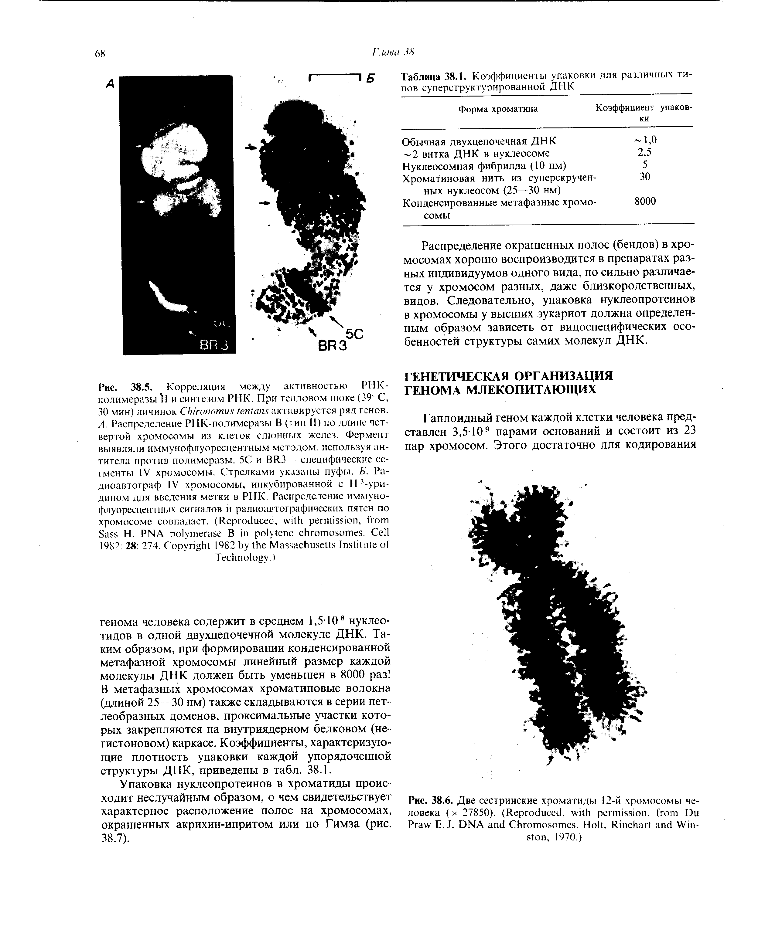 Рис. 38.6. Две сестринские хроматиды 12-й хромосомы человека ( х 27850). (R , , D P E..I. DNA C . H , R W , 1970.)...