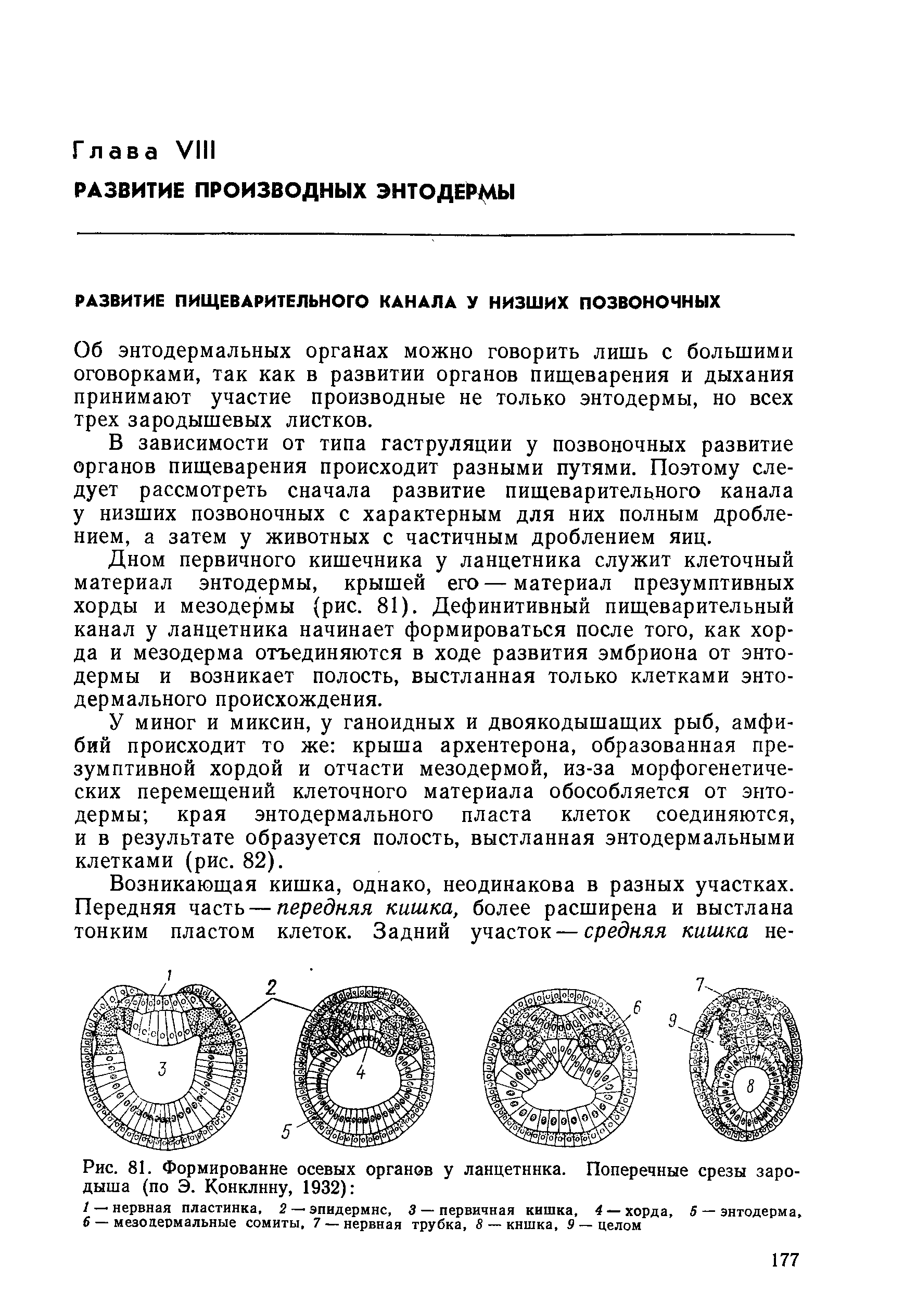 Рис. 81. Формирование осевых органов у ланцетника. Поперечные срезы зародыша (по Э. Конклину, 1932) ...