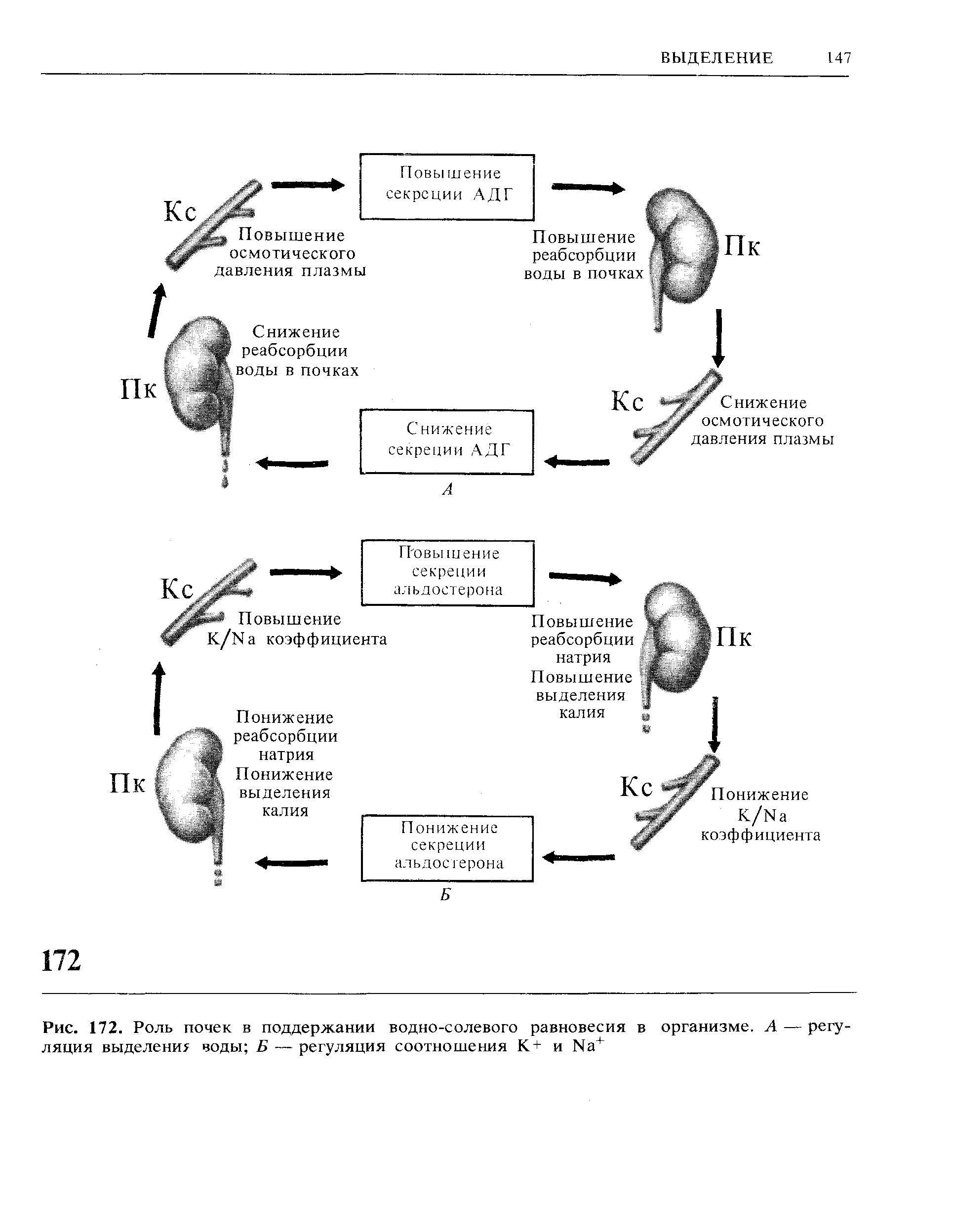 Рис. 172. Роль почек в поддержании водно-солевого равновесия в организме. А — регуляция выделение воды Б — регуляция соотношения К+ и N3 ...