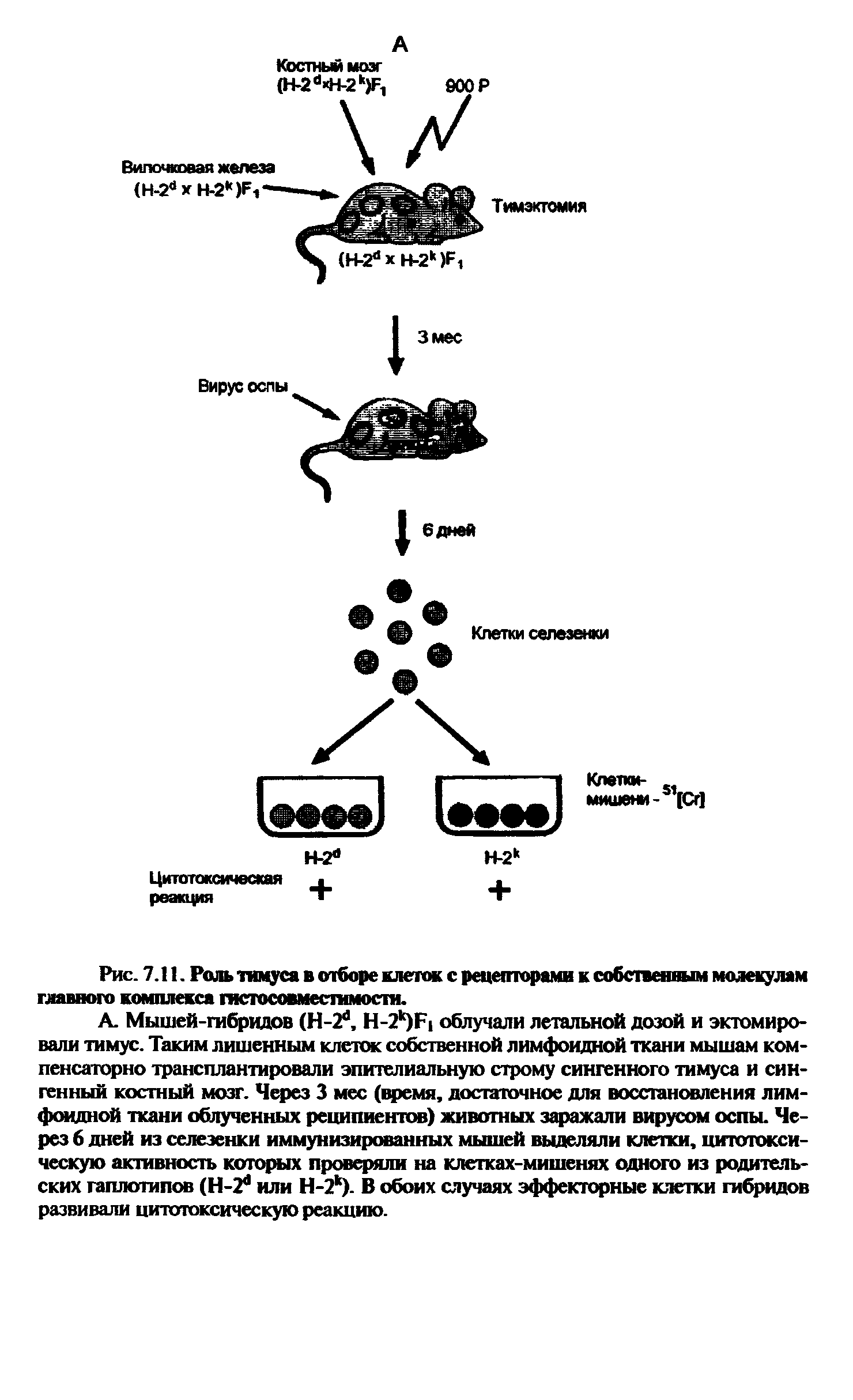 Рис. 7.11. Роль тимуса в отборе клеток с рецепторами к собственным молекулам главного комплекса гистосовместимости.