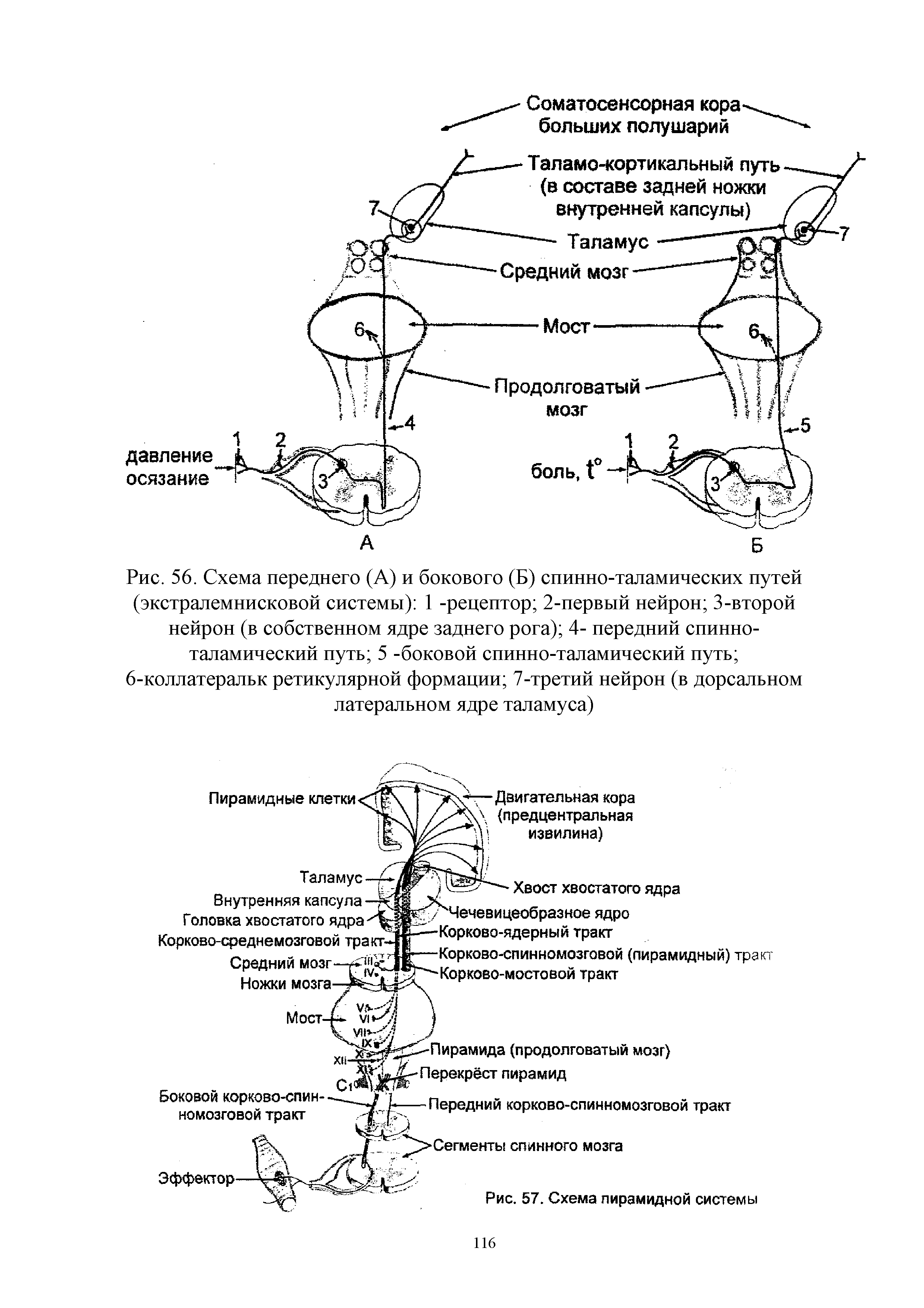 Рис. 56. Схема переднего (А) и бокового (Б) спинно-таламических путей (экстралемнисковой системы) 1 -рецептор 2-первый нейрон 3-второй нейрон (в собственном ядре заднего рога) 4- передний спинноталамический путь 5 -боковой спинно-таламический путь ...