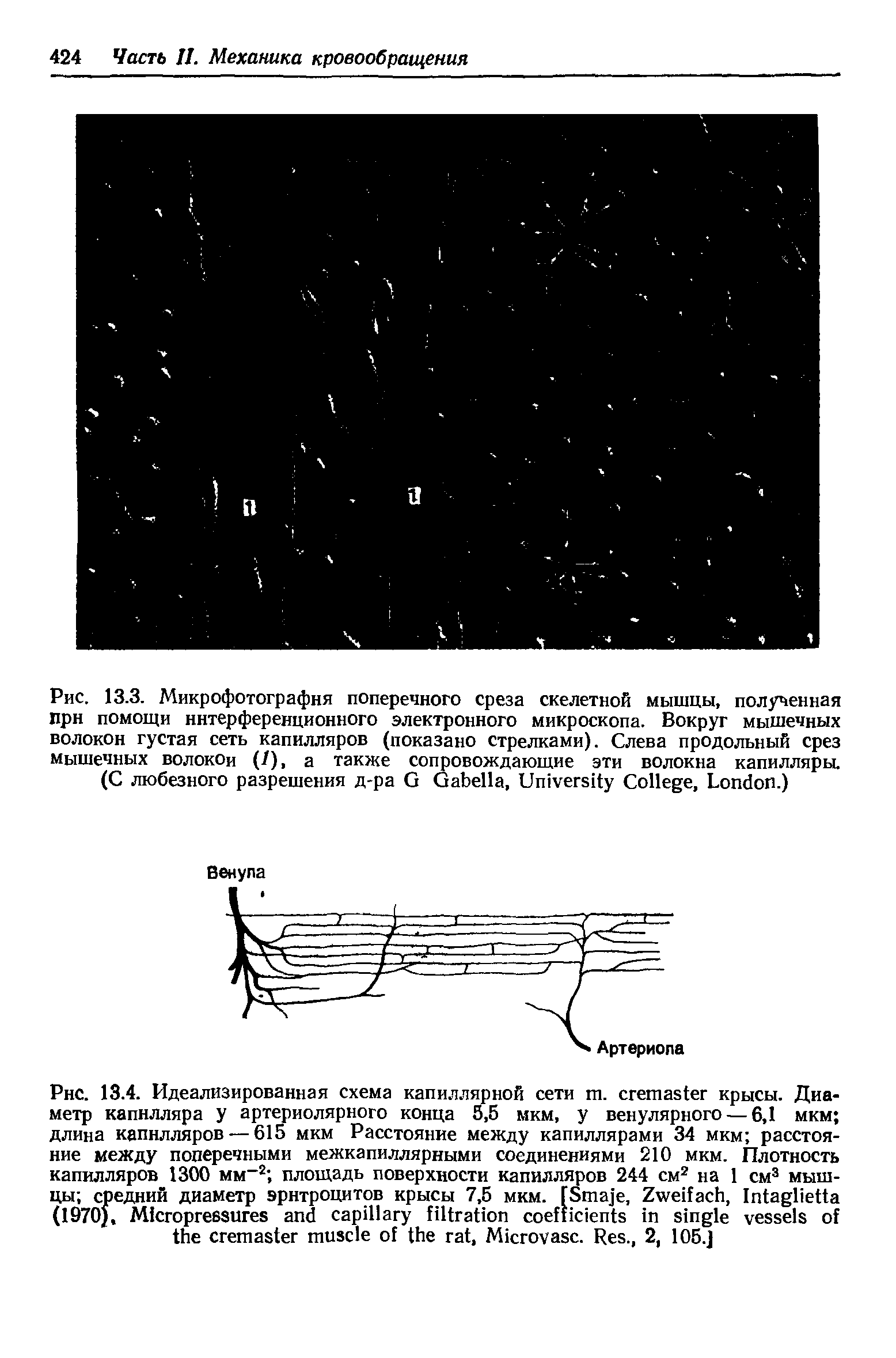 Рис. 13.3. Микрофотография поперечного среза скелетной мышцы, полученная прн помощи интерференционного электронного микроскопа. Вокруг мышечных волокон густая сеть капилляров (показано стрелками). Слева продольный срез мышечных волокон (/), а также сопровождающие эти волокна капилляры.