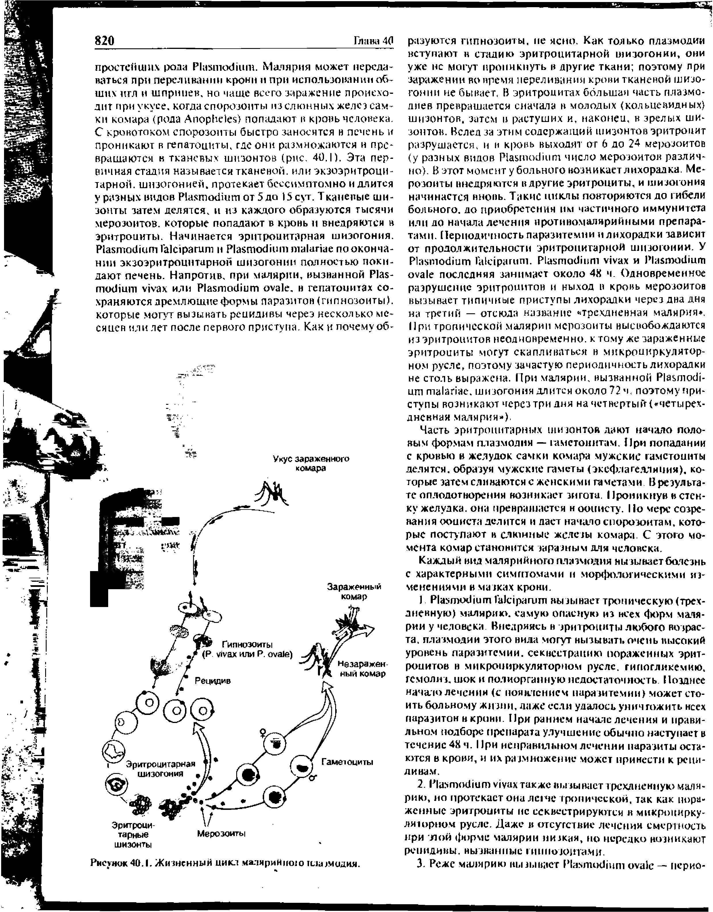 Рисунок 40.1. Жизненный цикл малярий о плазмодия.