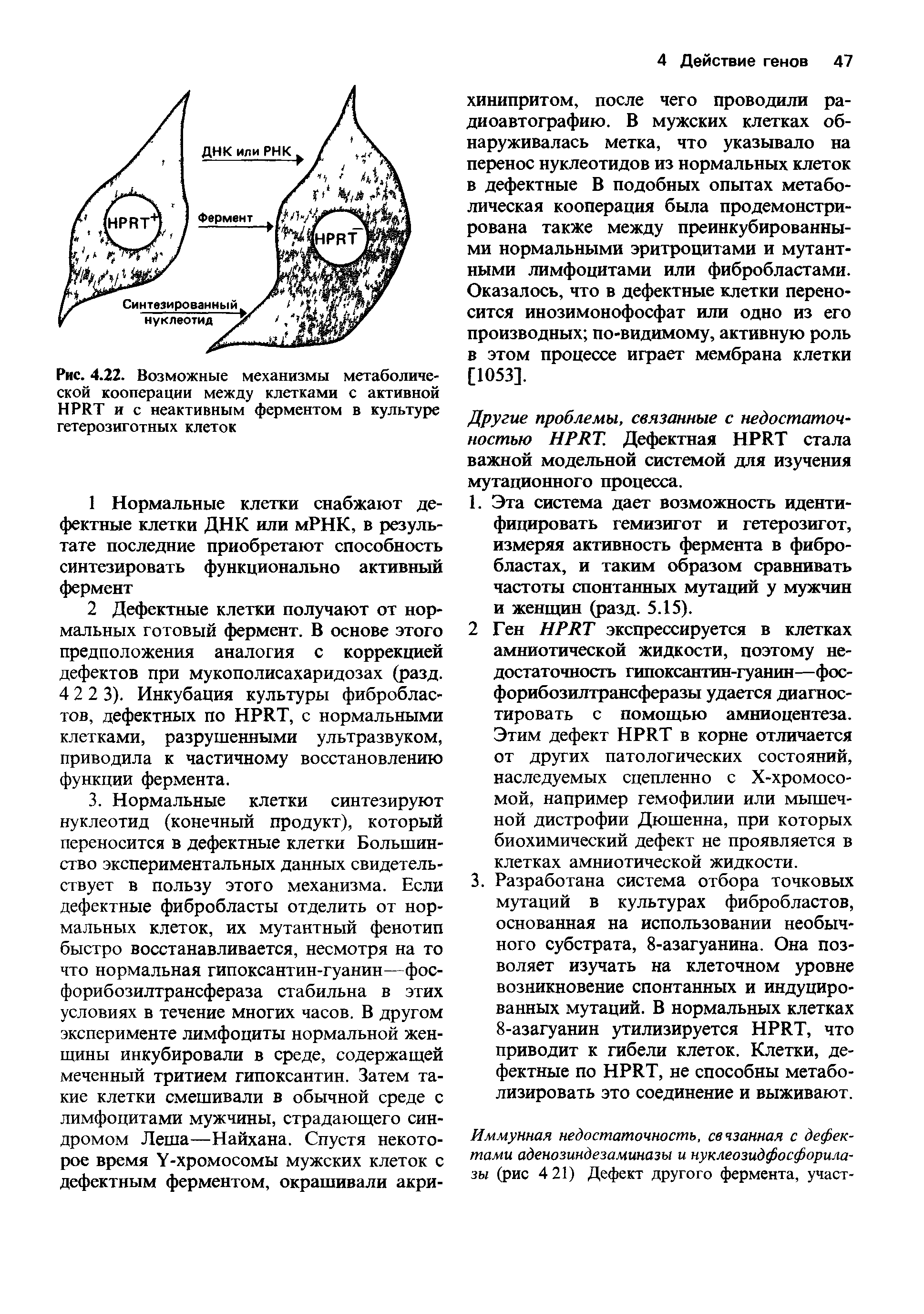 Рис. 4.22. Возможные механизмы метаболической кооперации между клетками с активной ИРИТ и с неактивным ферментом в культуре гетерозиготных клеток...