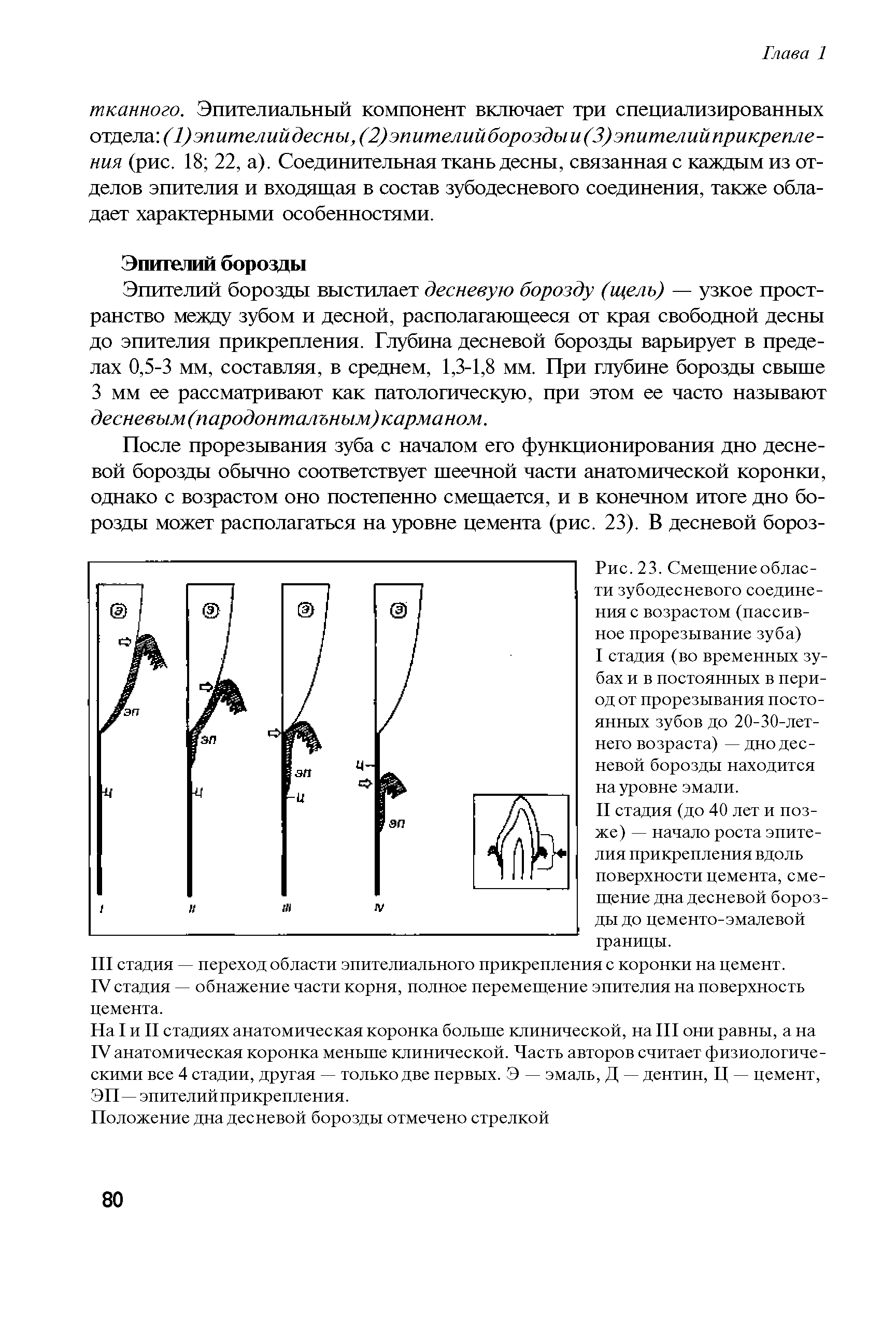 Рис. 23. Смещение области зубодесневого соединения с возрастом (пассивное прорезывание зуба)...