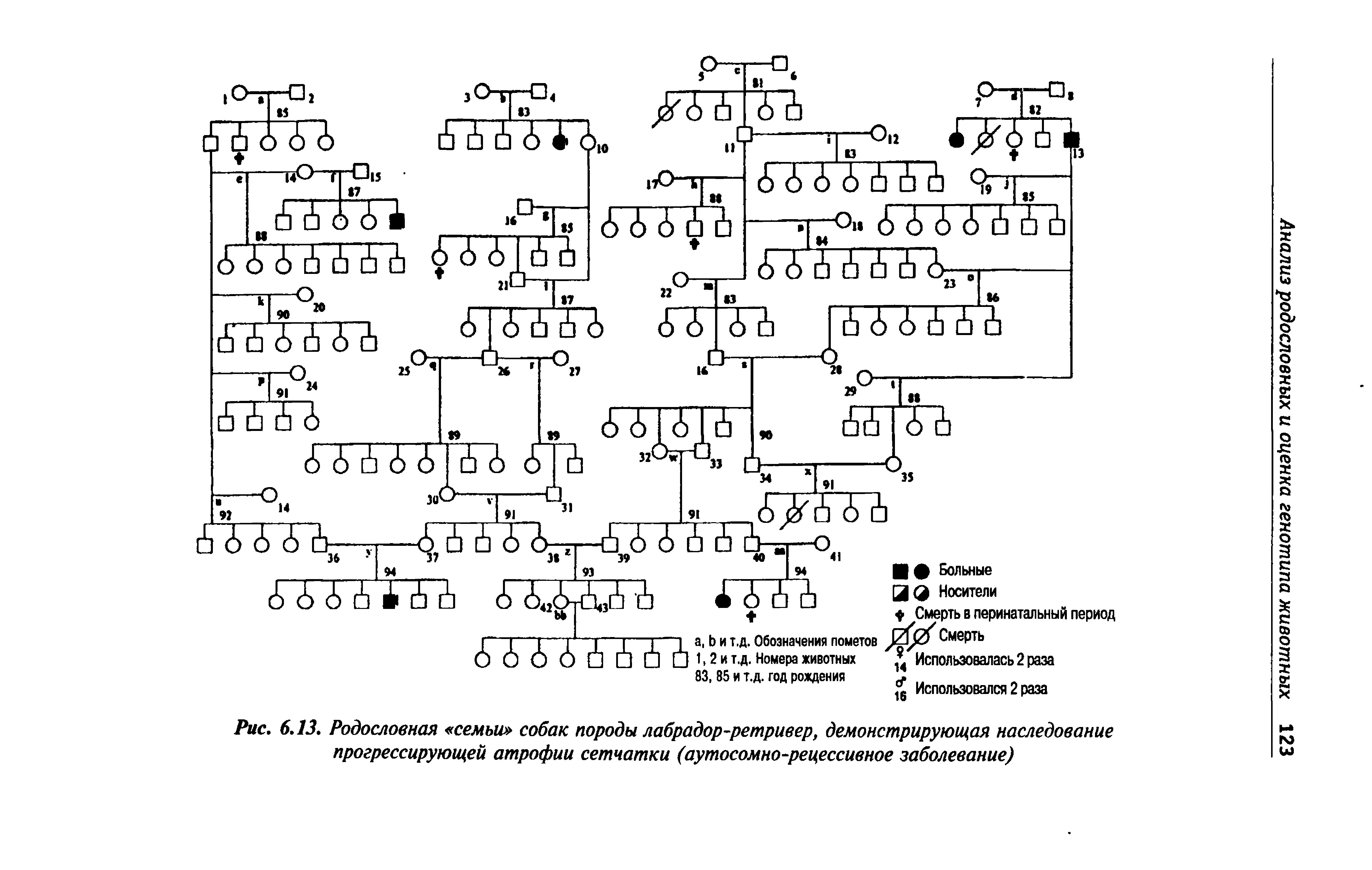 Рис. 6.13. Родословная семьи собак породы лабрадор-ретривер, демонстрирующая наследование прогрессирующей атрофии сетчатки (аутосомно-рецессивное заболевание)...