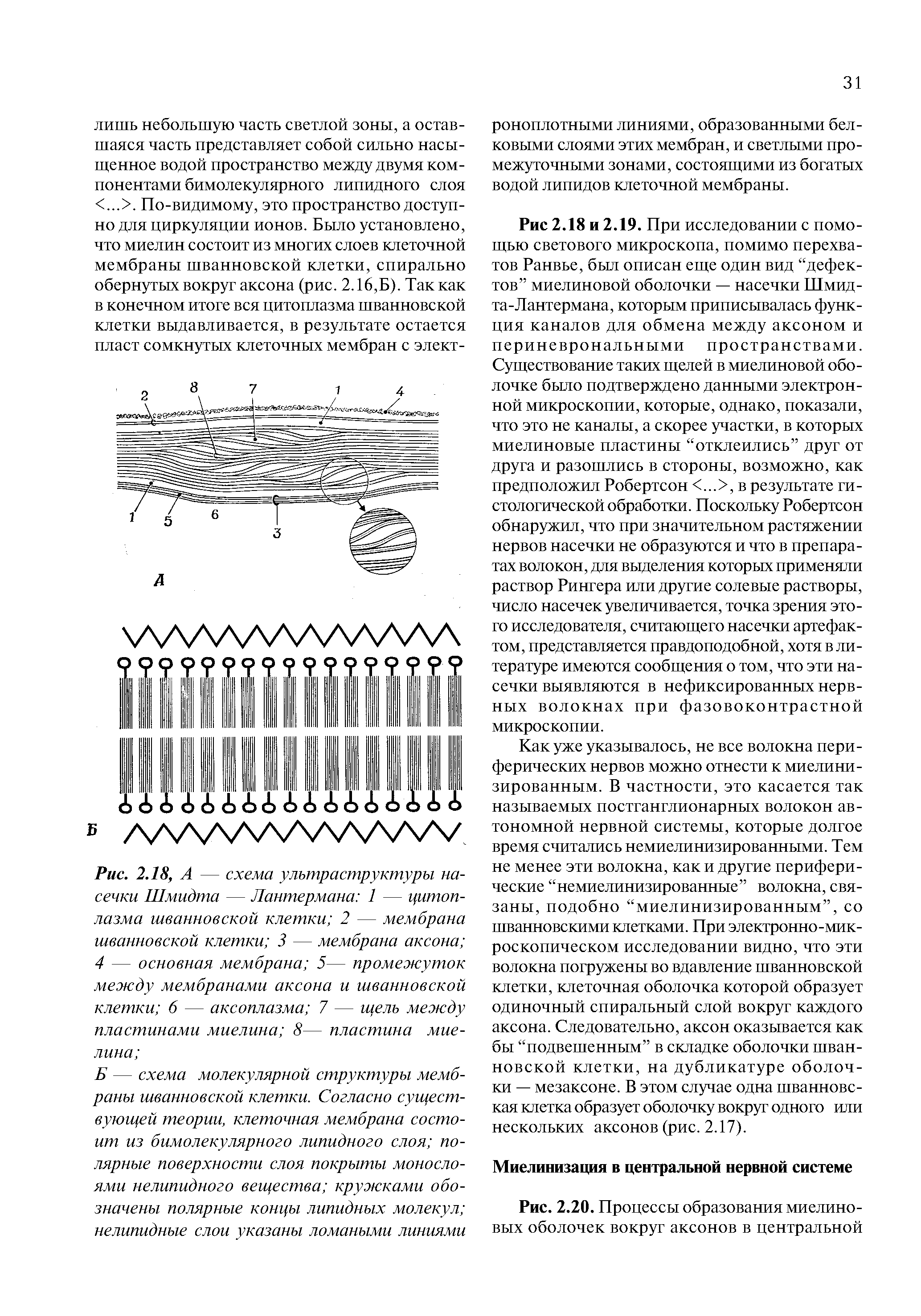 Рис. 2.18, А — схема ультраструктуры насечки Шмидта — Лантермана 1 — цитоплазма шванновской клетки 2 — мембрана шванновской клетки 3 — мембрана аксона 4 — основная мембрана 5— промежуток между мембранами аксона и шванновской клетки 6 — аксоплазма 7 — щель между пластинами миелина 8— пластина миелина ...